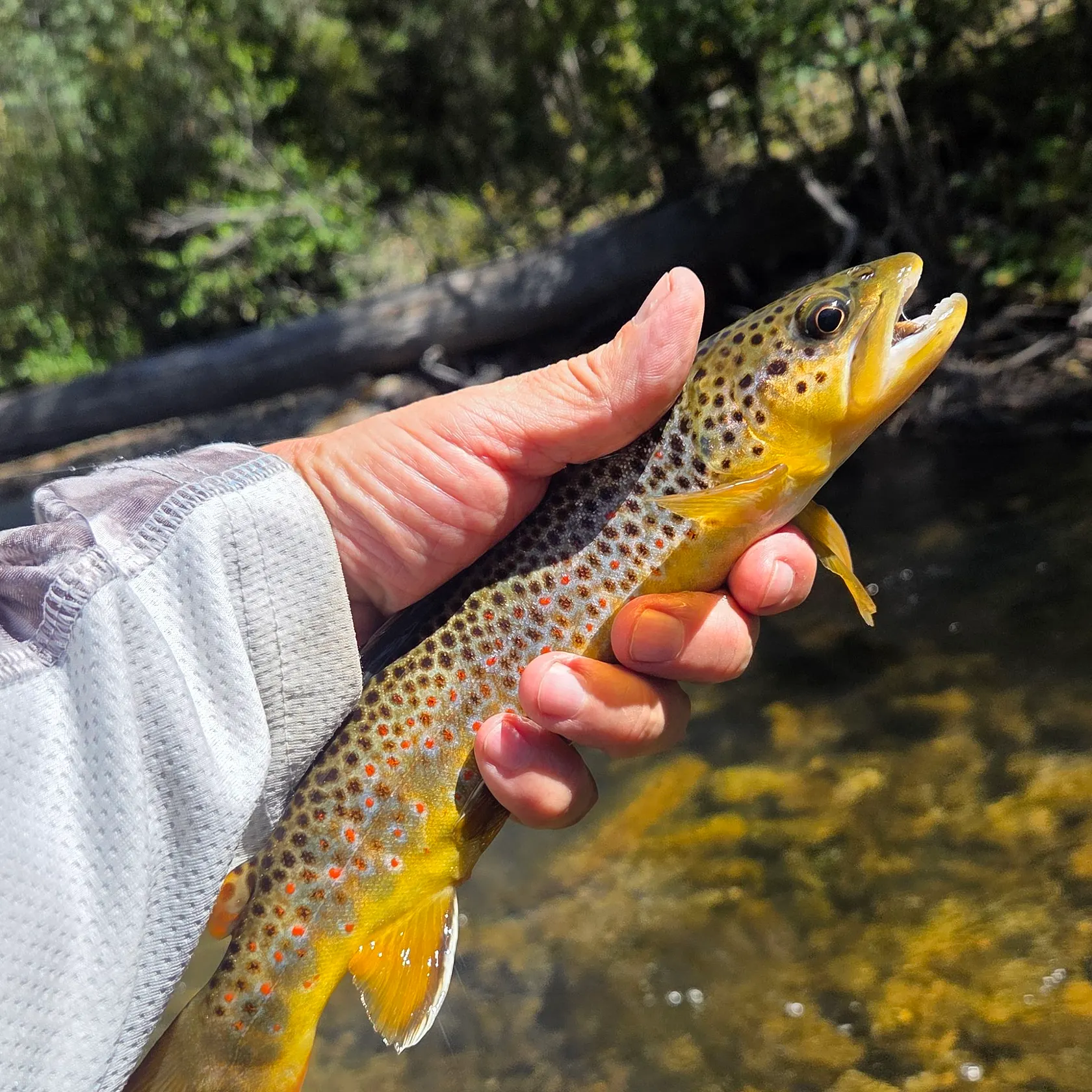 Brown trout caught on Fishbrain