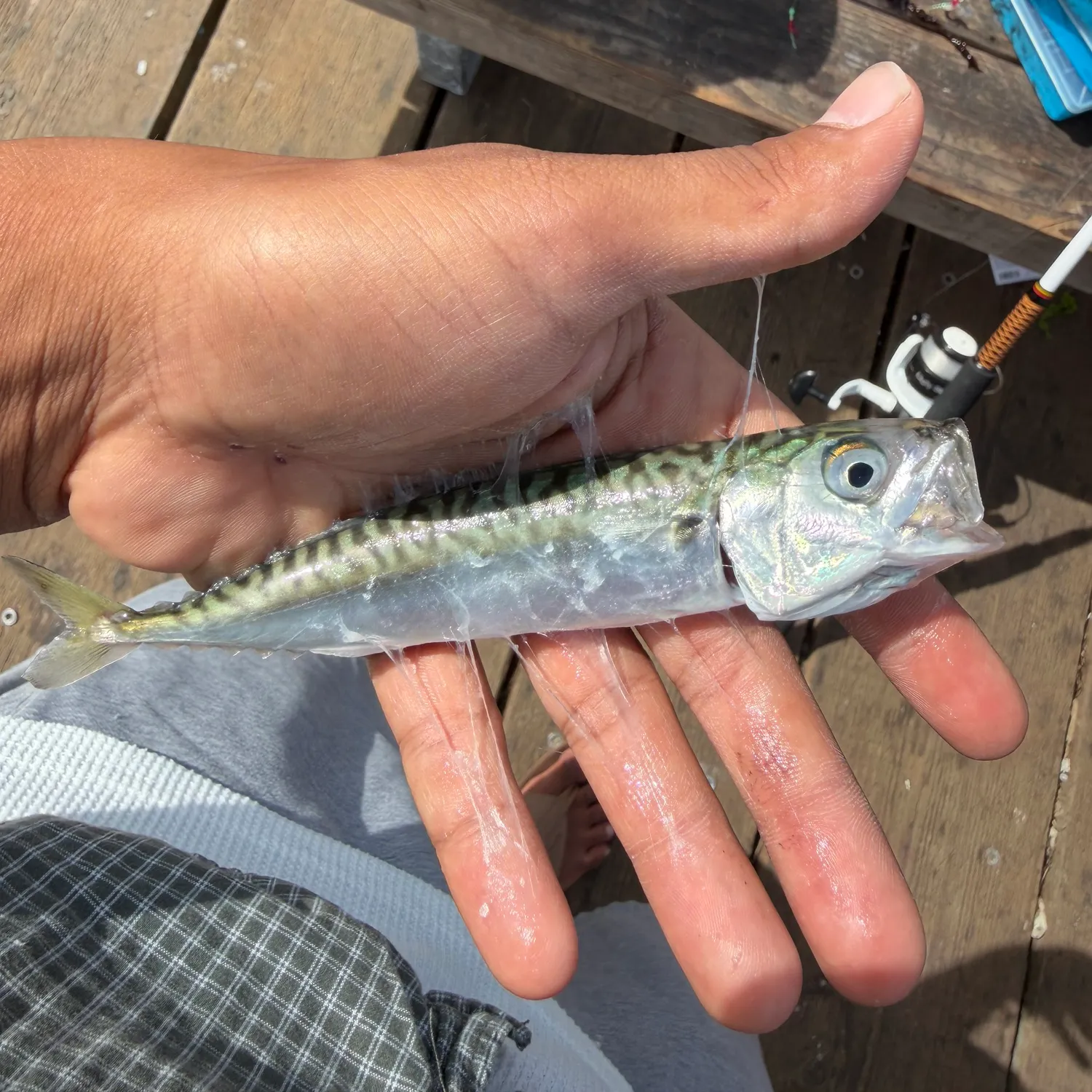 The most recent Pacific chub mackerel catches on Fishbrain
