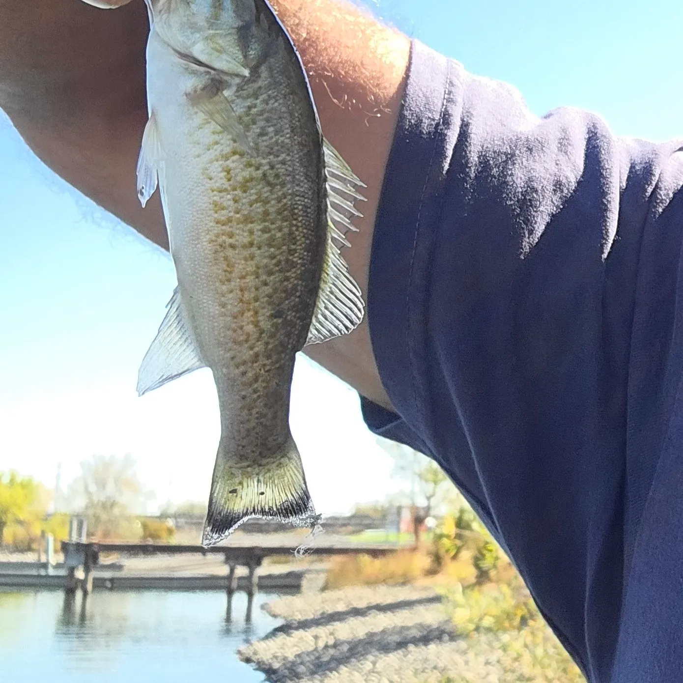 Smallmouth bass caught on Fishbrain