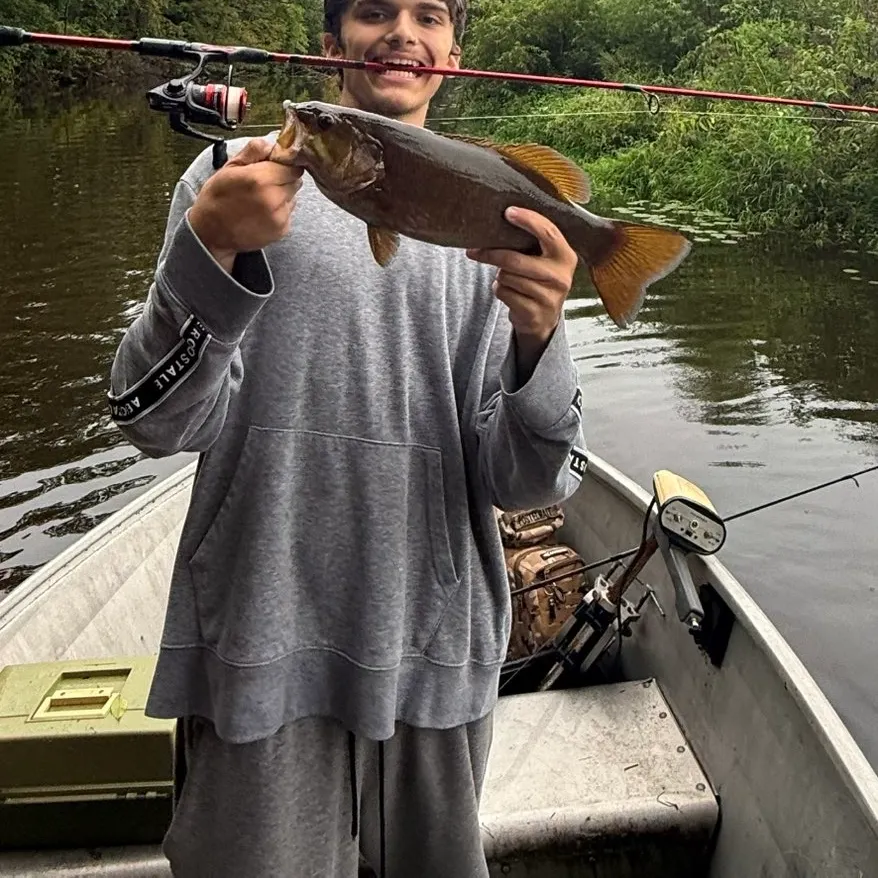 Smallmouth bass caught on Fishbrain