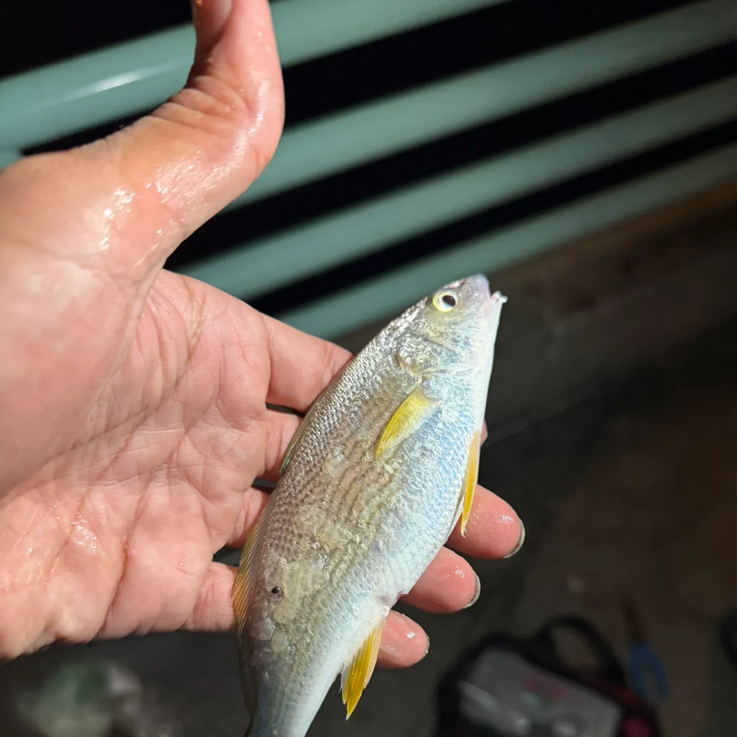 Yellowfin croaker caught on Fishbrain