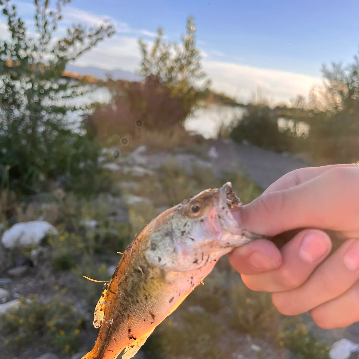 Golden trout caught on Fishbrain