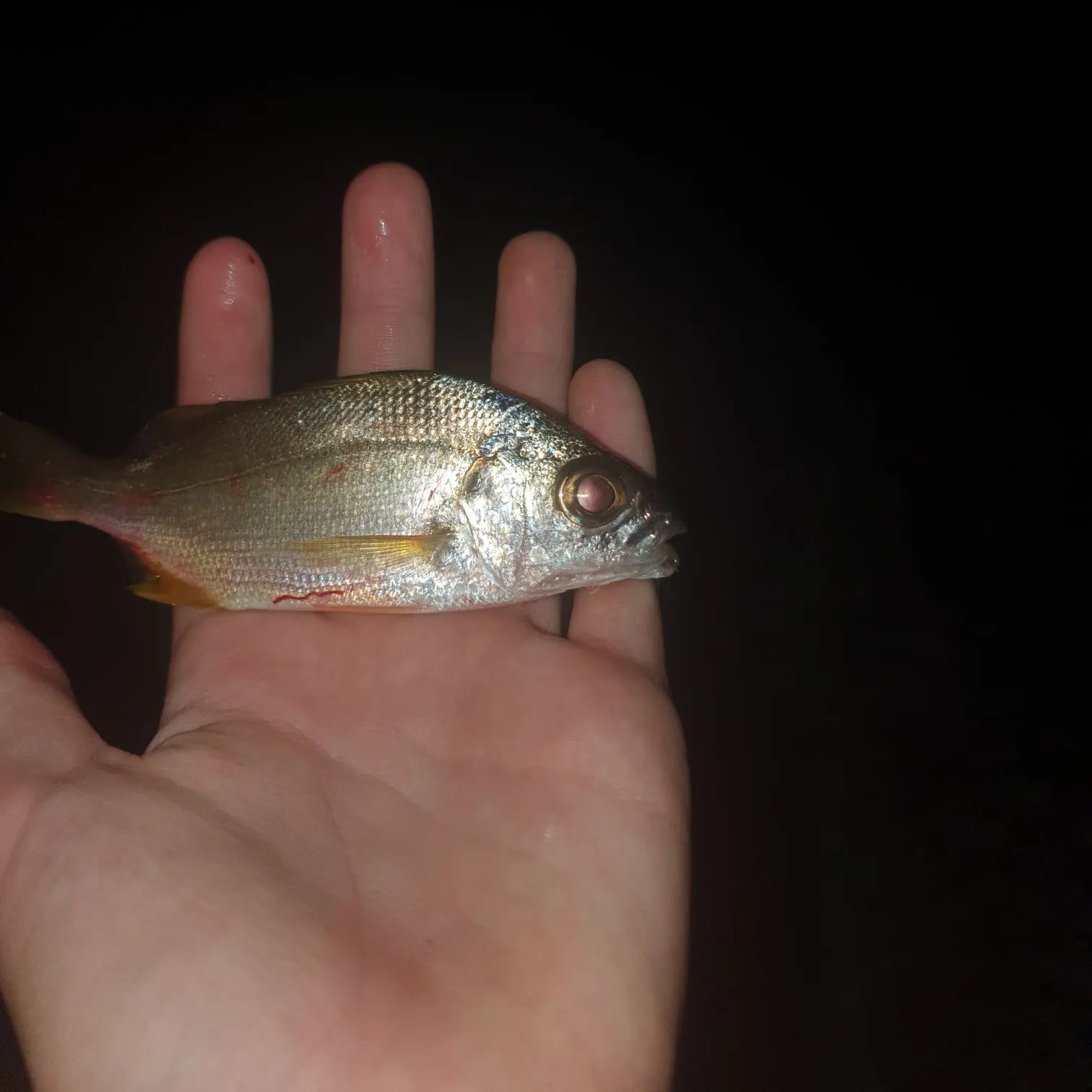 The most recent Axillary seabream catches on Fishbrain