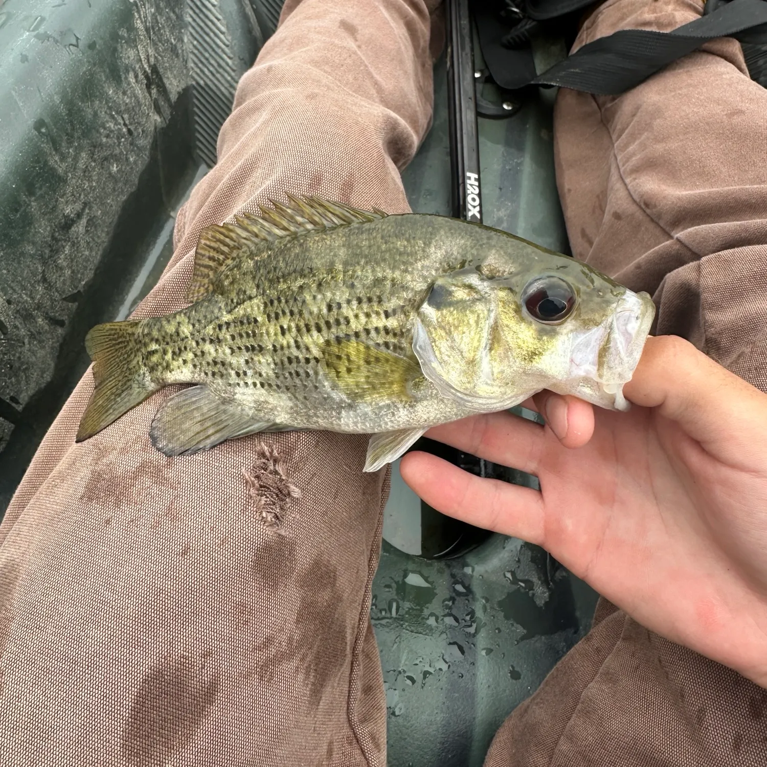 Rock bass caught on Fishbrain