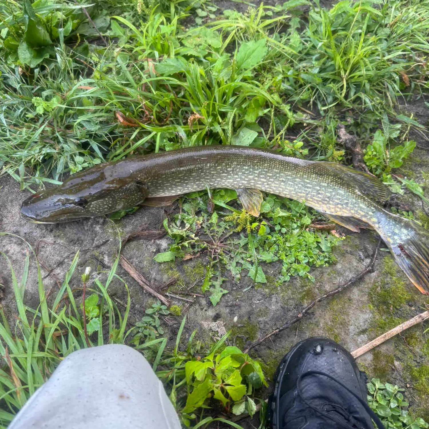 Northern pike caught on Fishbrain