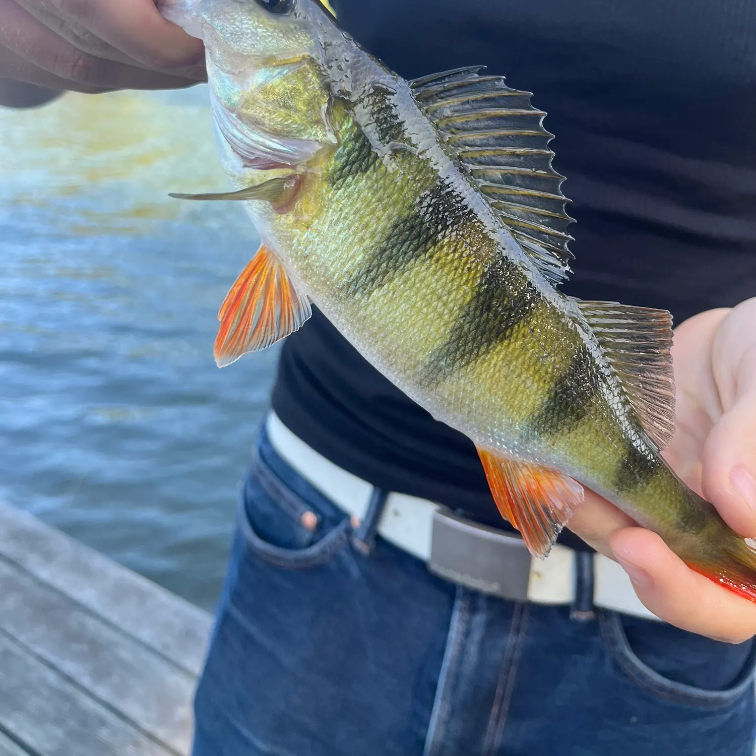 European perch caught on Fishbrain