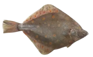 European plaice