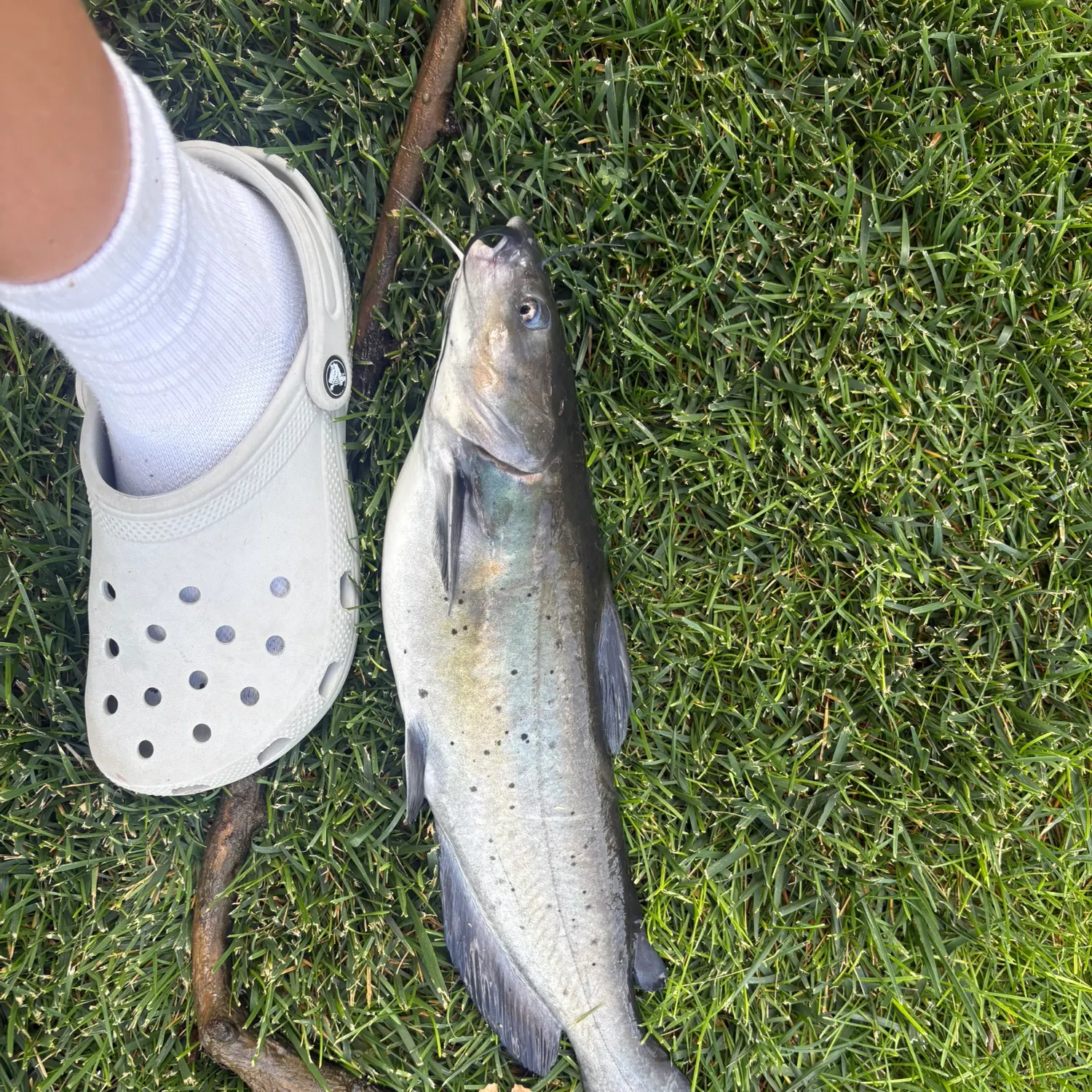 Channel catfish caught on Fishbrain