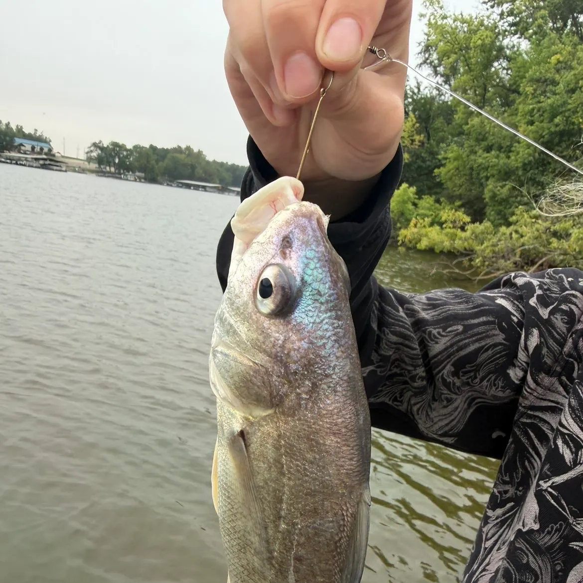 Freshwater drum caught on Fishbrain