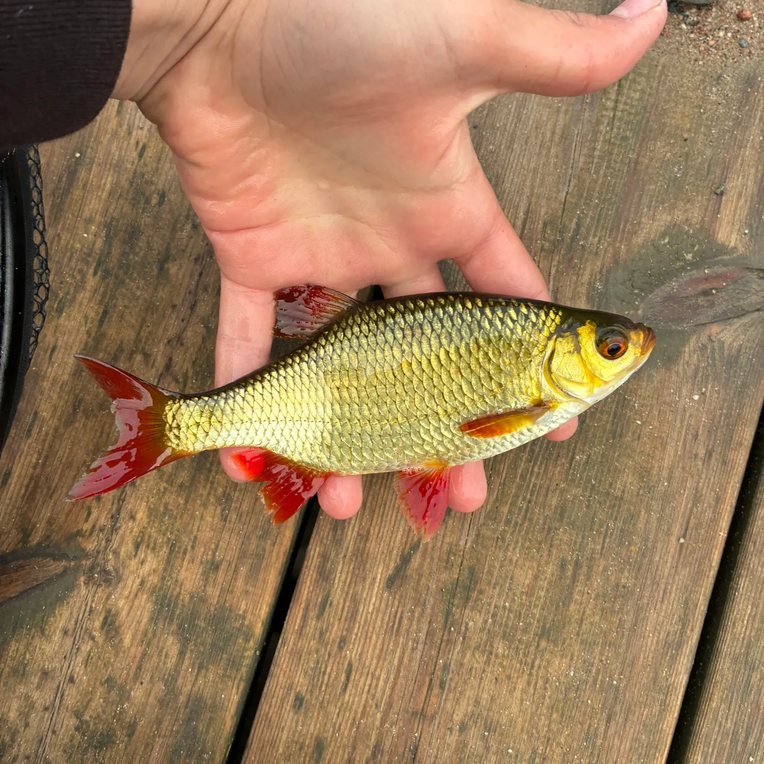 Common rudd caught on Fishbrain