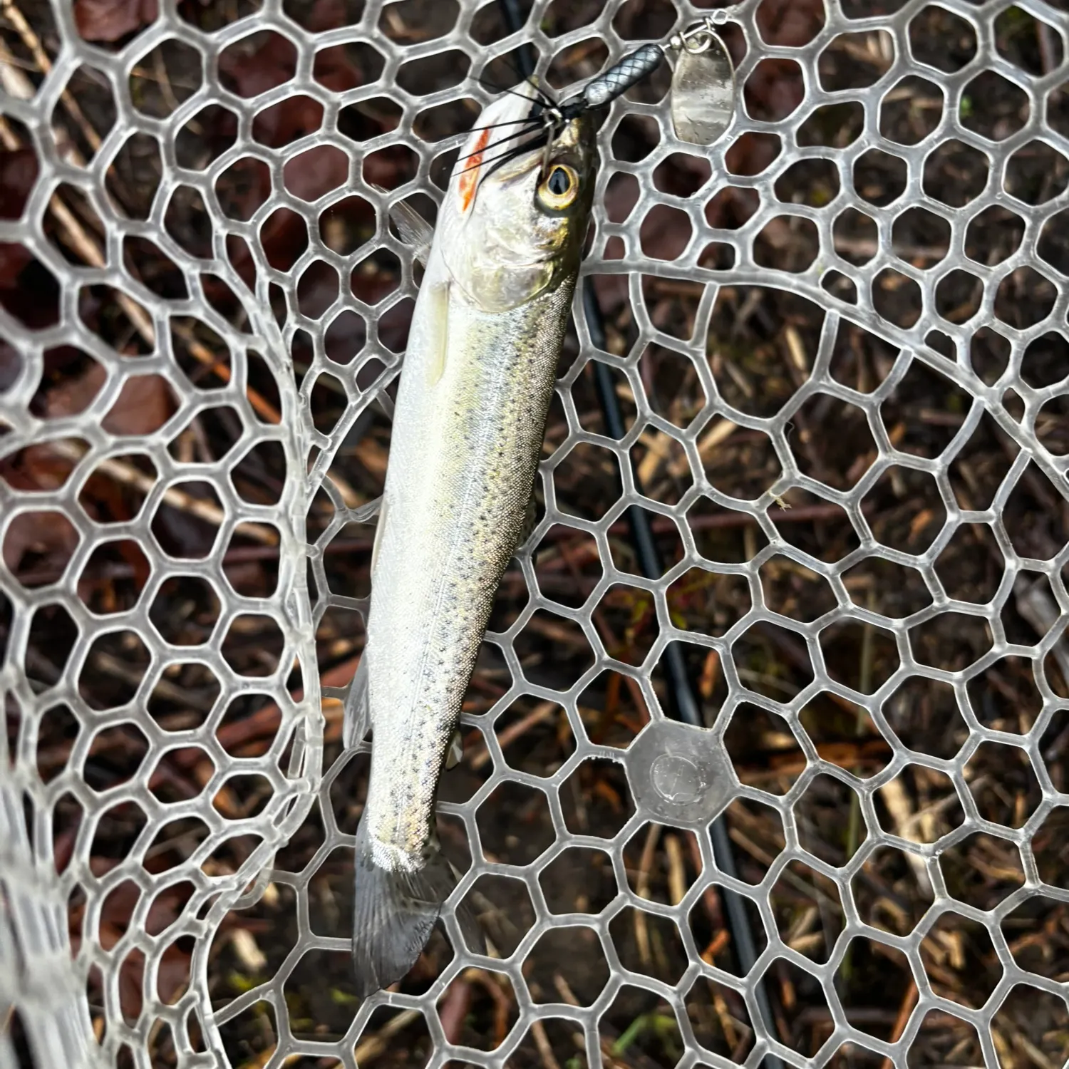The most recent Coastal cutthroat trout catches on Fishbrain