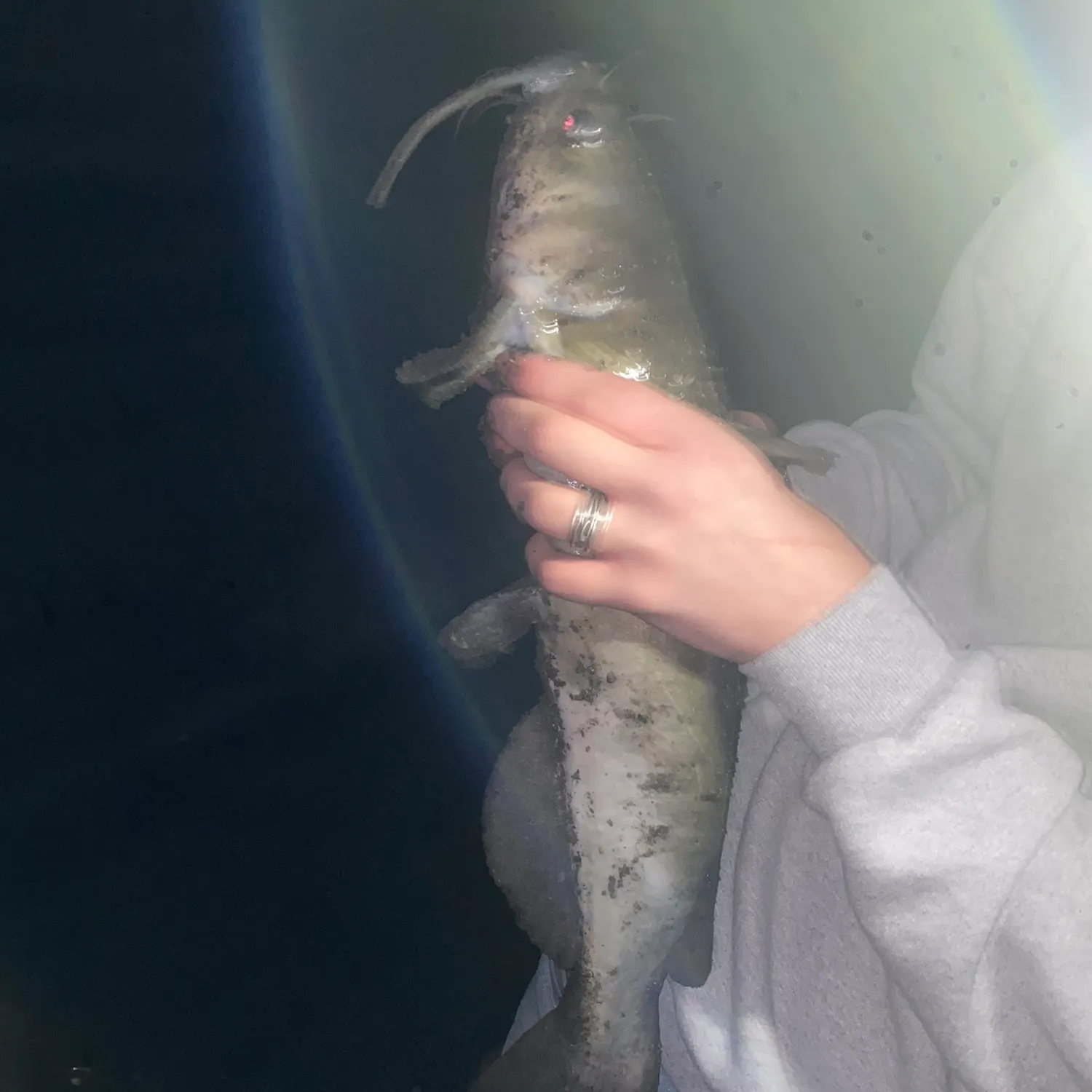 Channel catfish caught on Fishbrain