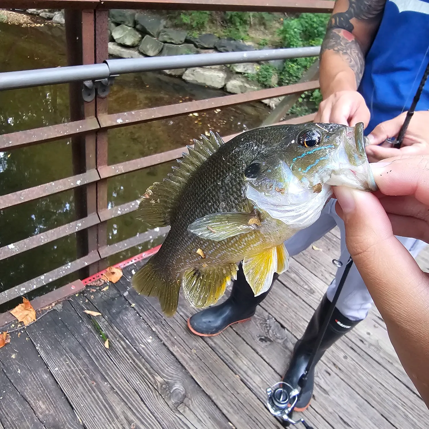 Green sunfish caught on Fishbrain