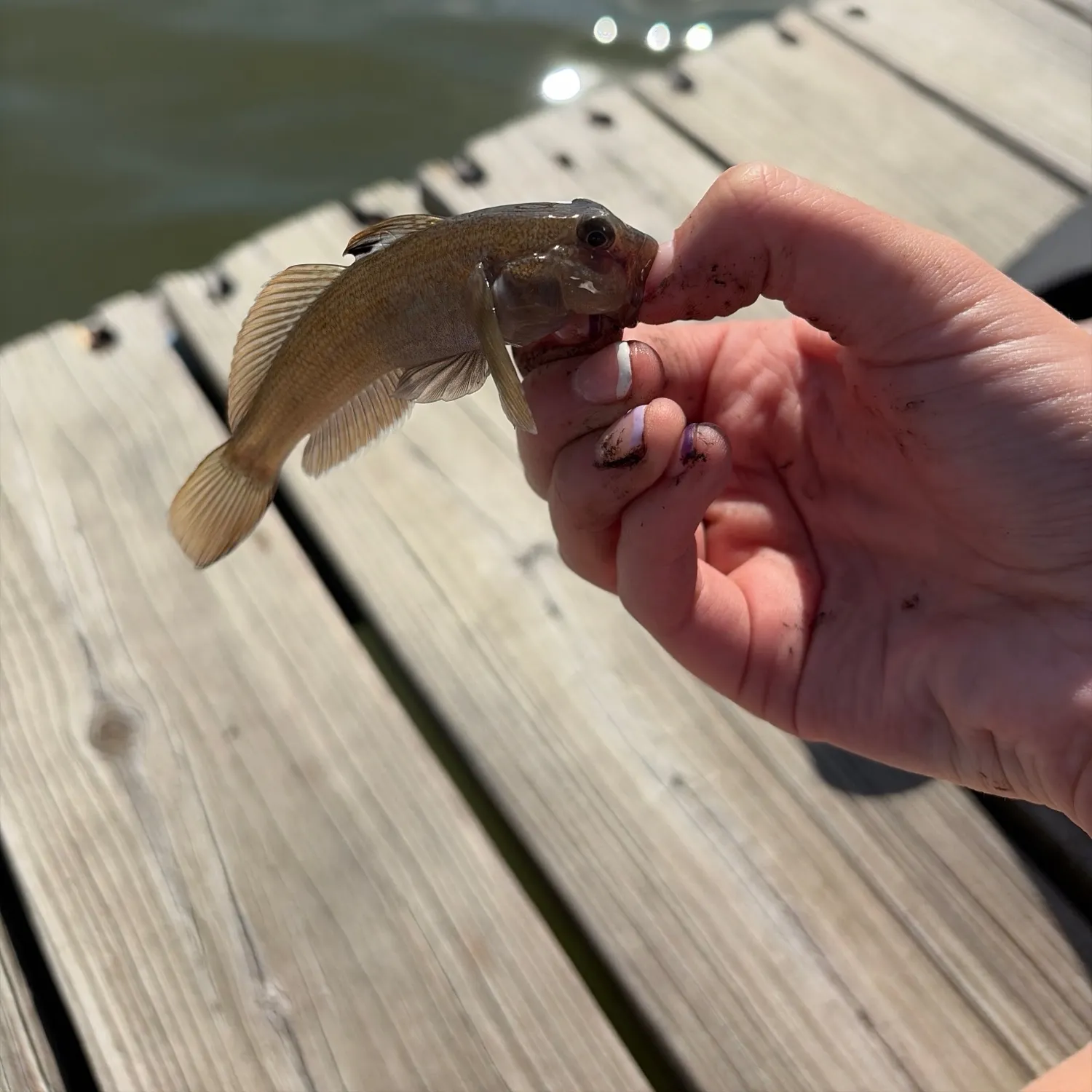 Round goby caught on Fishbrain