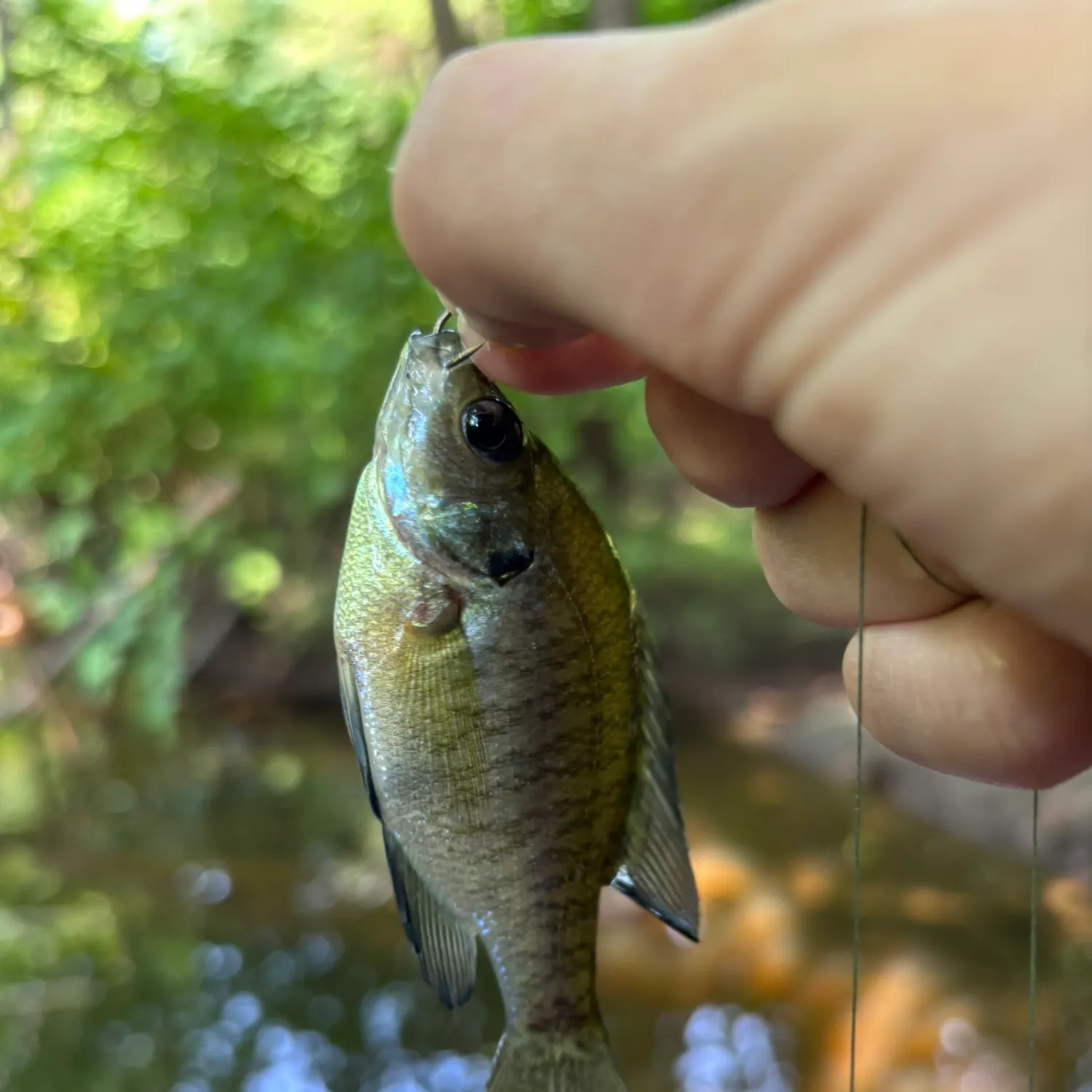 Bluegill caught on Fishbrain