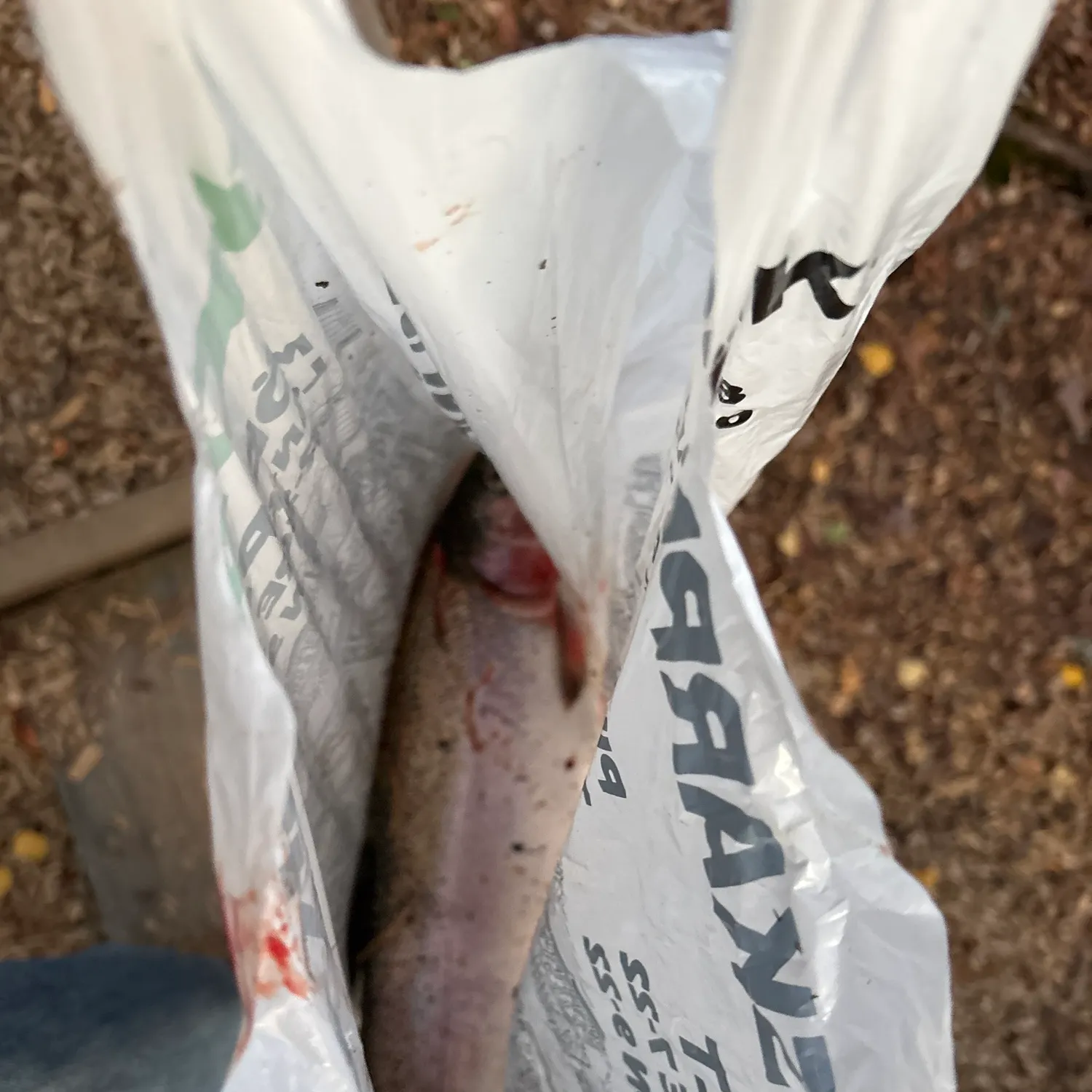 Rainbow trout caught on Fishbrain
