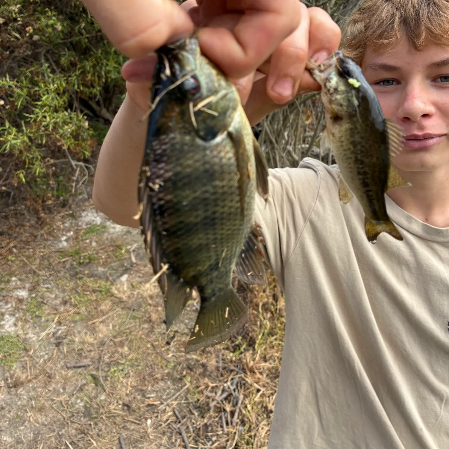 Blue tilapia caught on Fishbrain