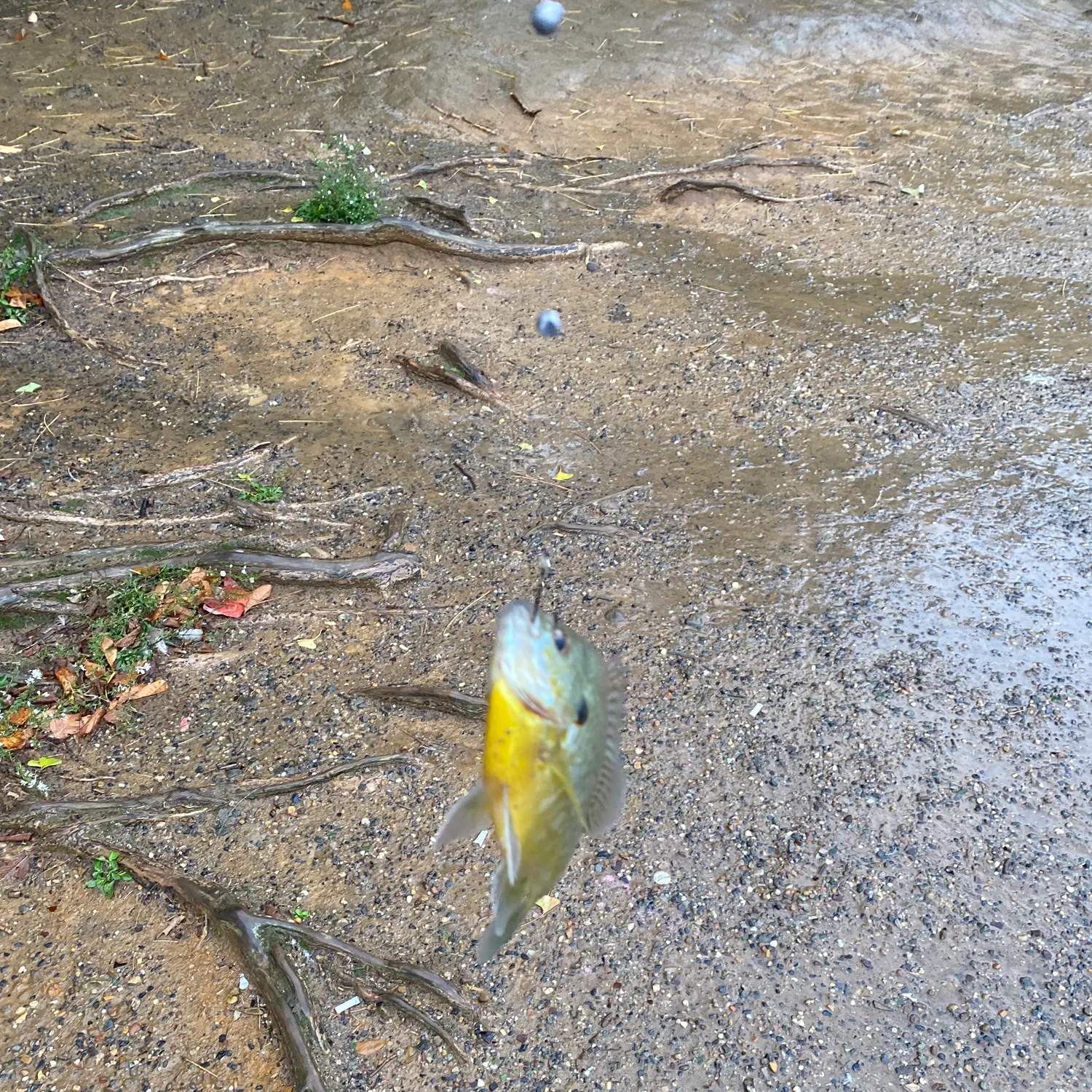 Pumpkinseed caught on Fishbrain