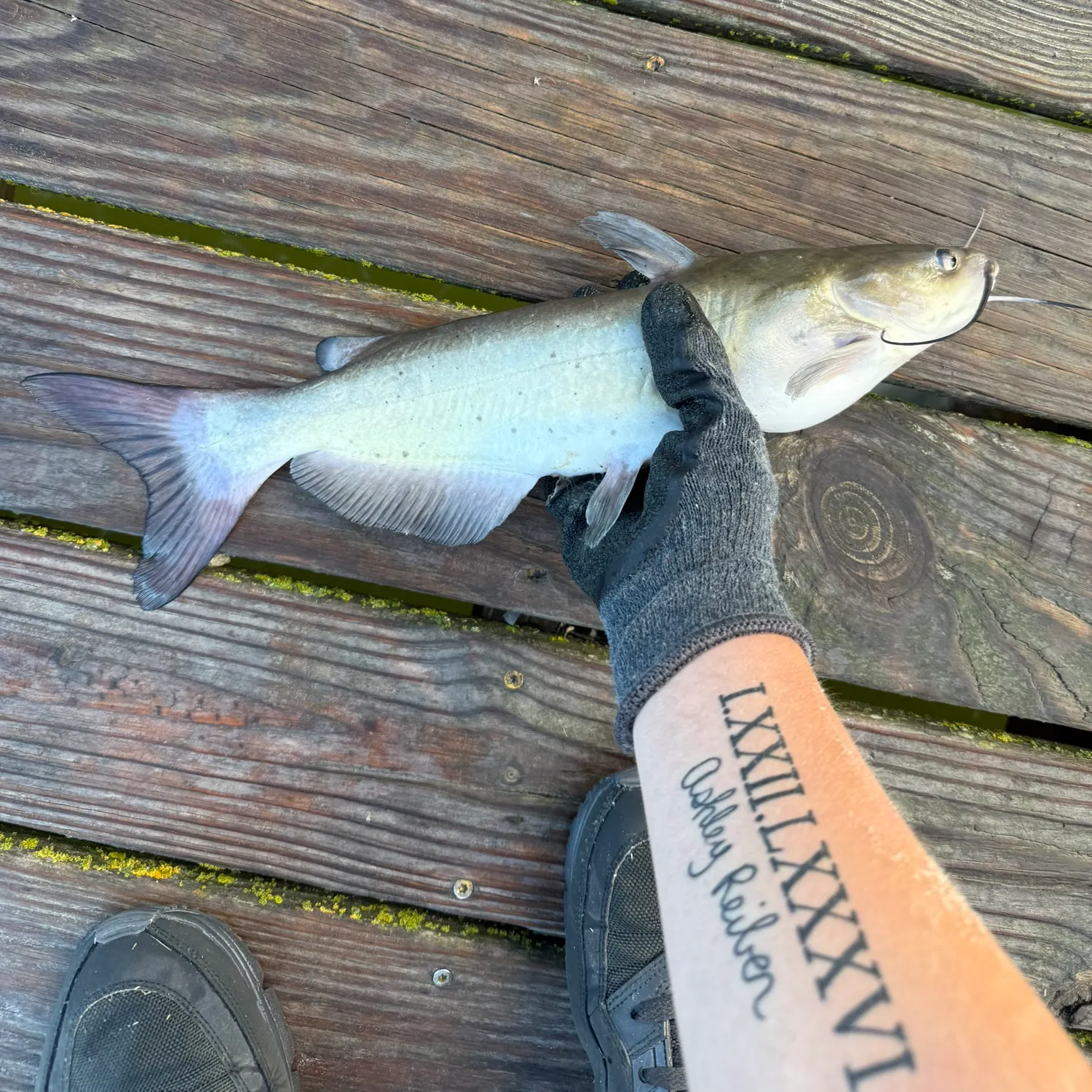 recently logged catches