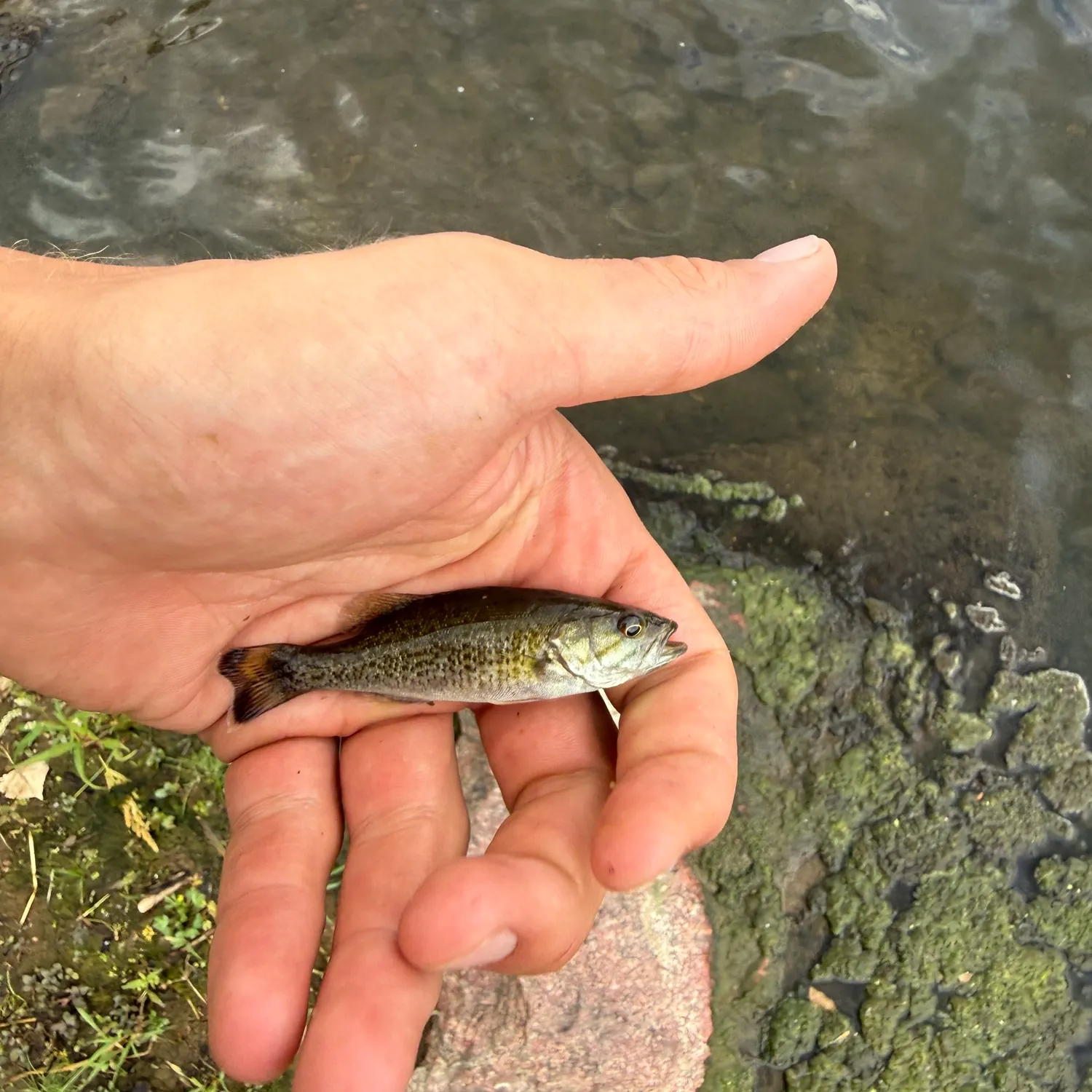 Smallmouth bass caught on Fishbrain