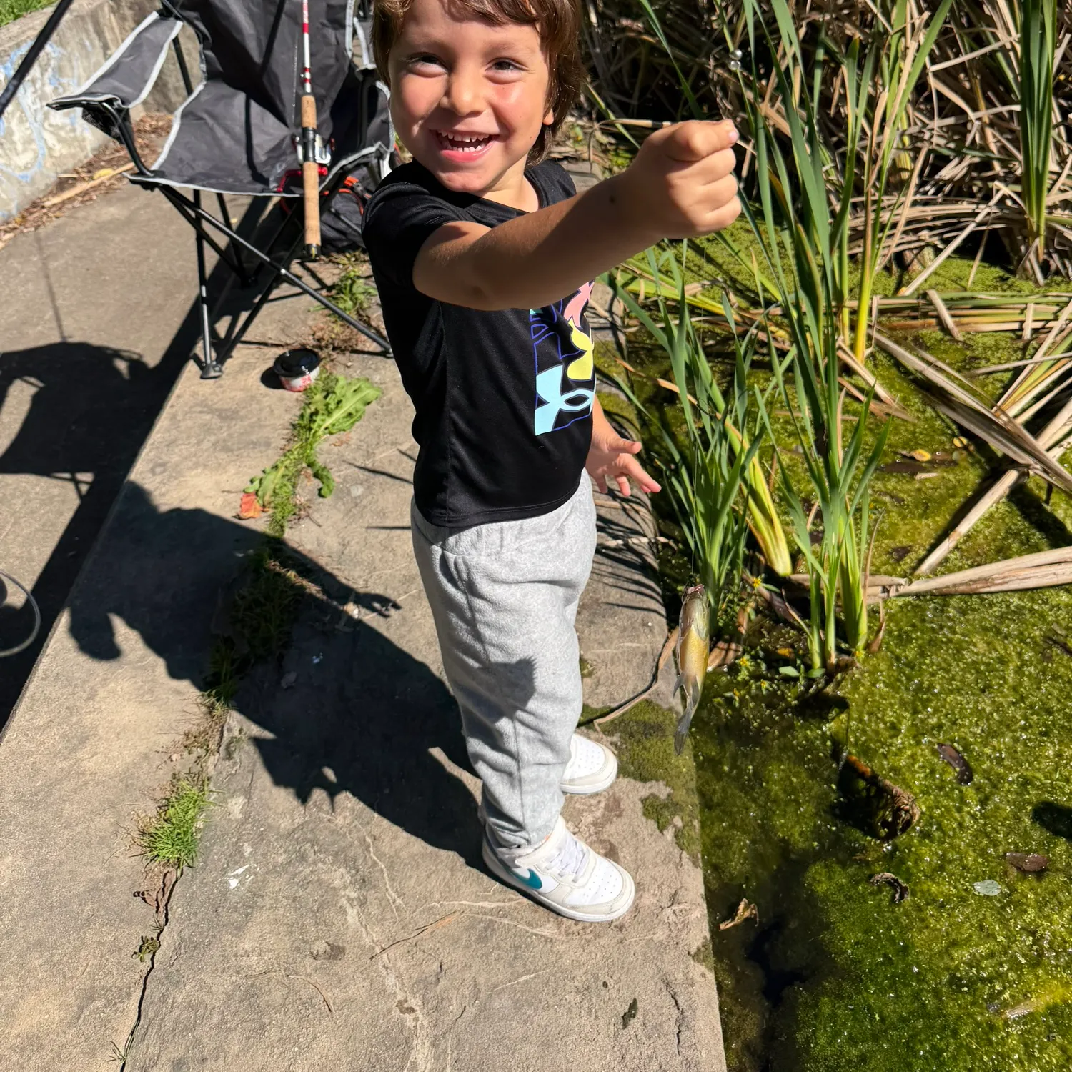 Bluegill caught on Fishbrain