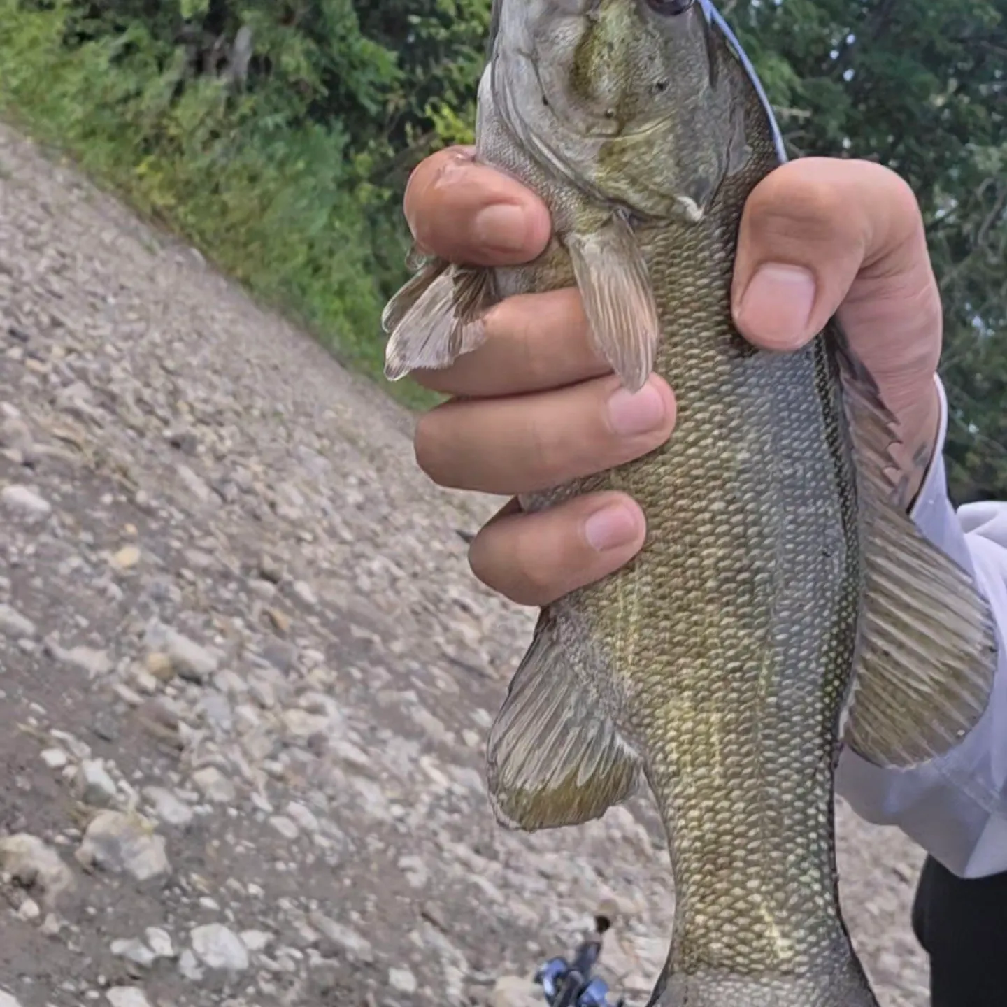 Smallmouth bass caught on Fishbrain