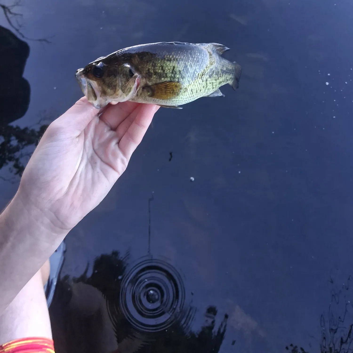 Meanmouth bass caught on Fishbrain