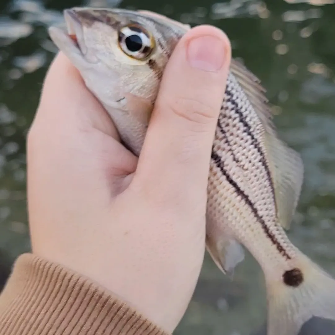 The most recent Spottail grunt catches on Fishbrain