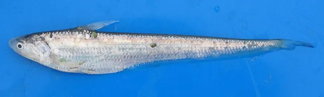 Japanese grenadier anchovy