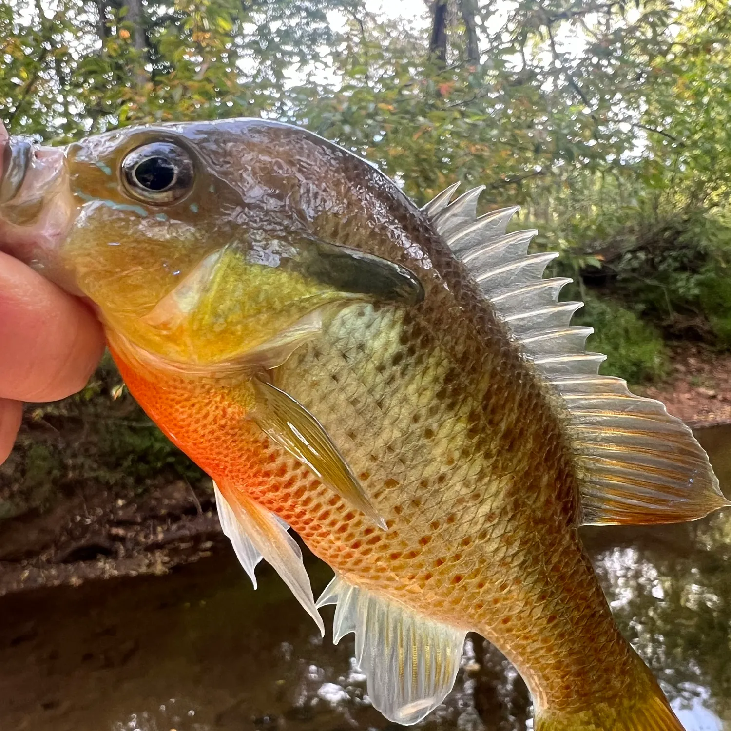 Redbreast sunfish caught on Fishbrain