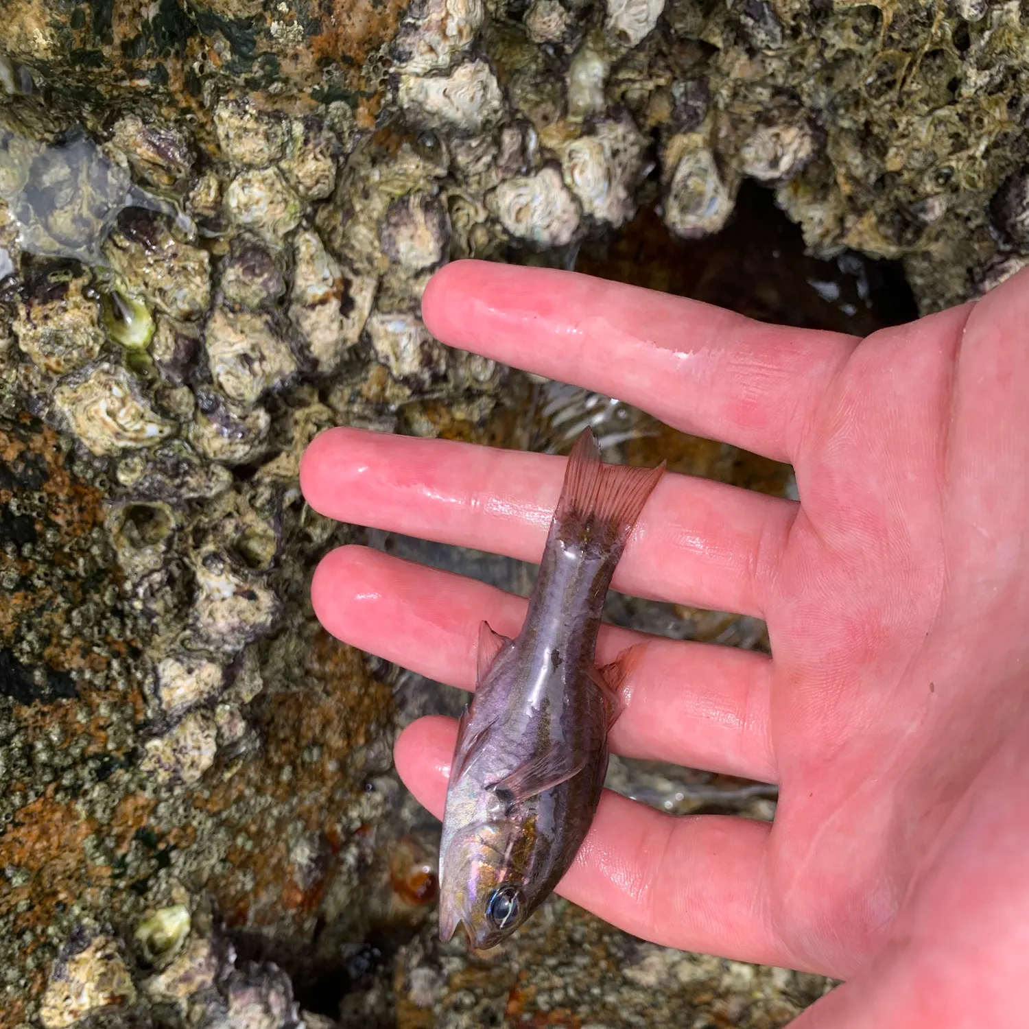 The most recent Ochre-striped cardinalfish catches on Fishbrain