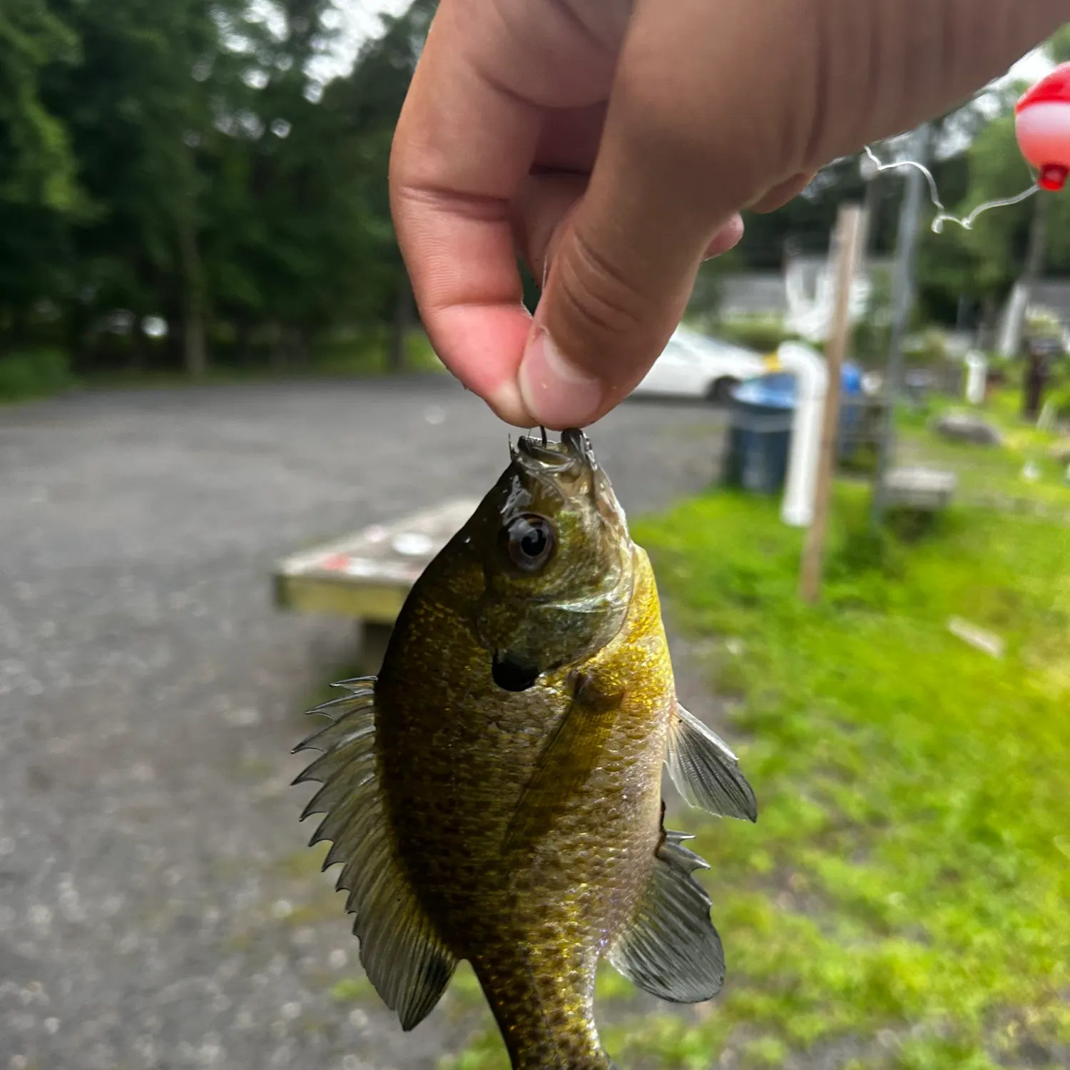Bluegill caught on Fishbrain
