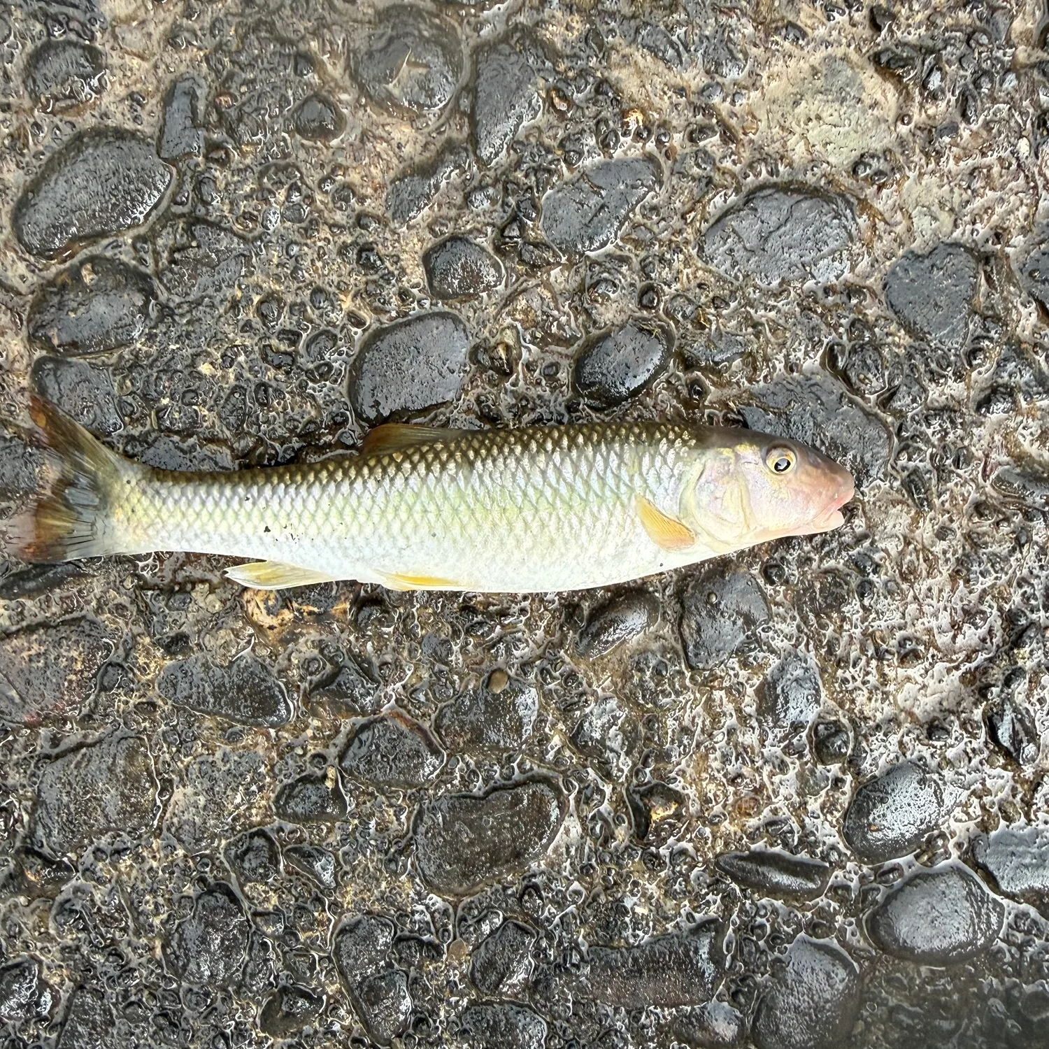 Fallfish caught on Fishbrain