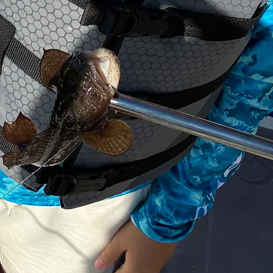 The most recent Gulf toadfish catches on Fishbrain
