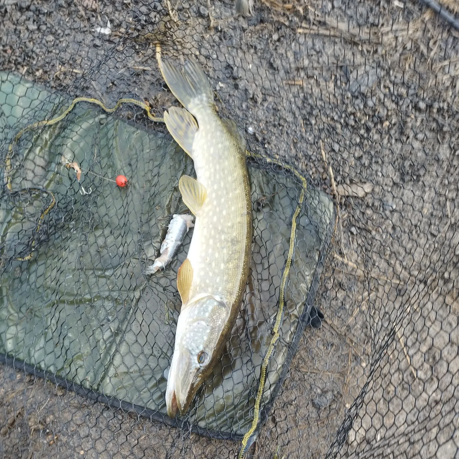 Northern pike caught on Fishbrain