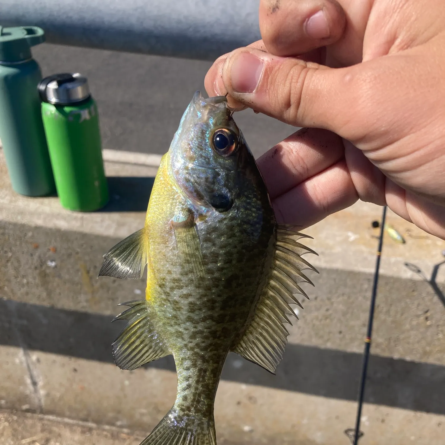 Pumpkinseed caught on Fishbrain