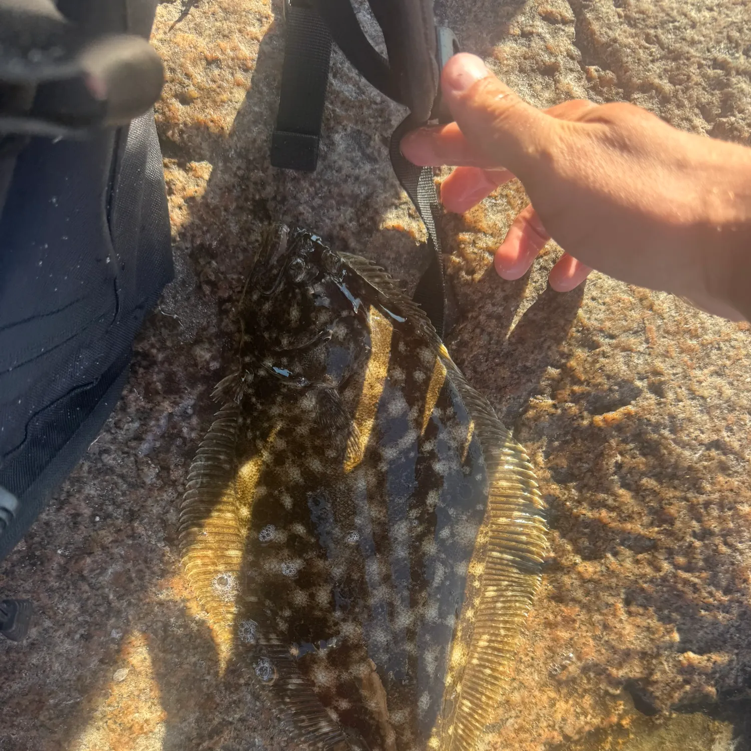Summer flounder caught on Fishbrain