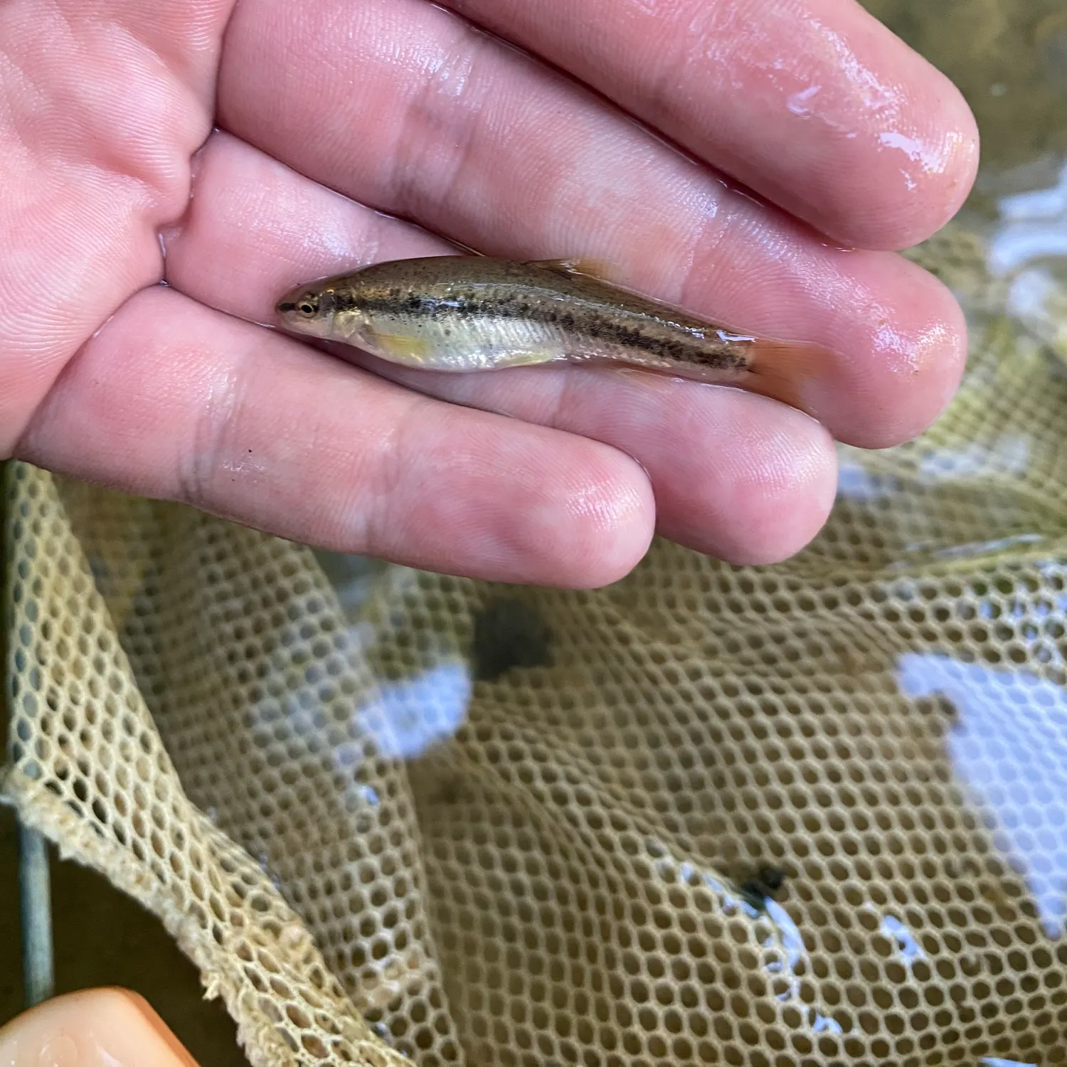 The most recent Southern redbelly dace catches on Fishbrain