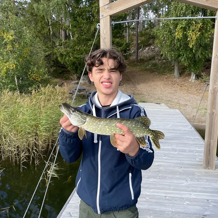 Northern pike caught on Fishbrain