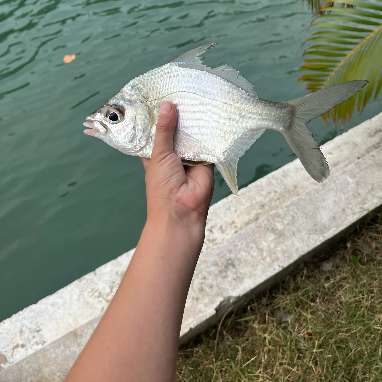 The most recent Irish mojarra catches on Fishbrain