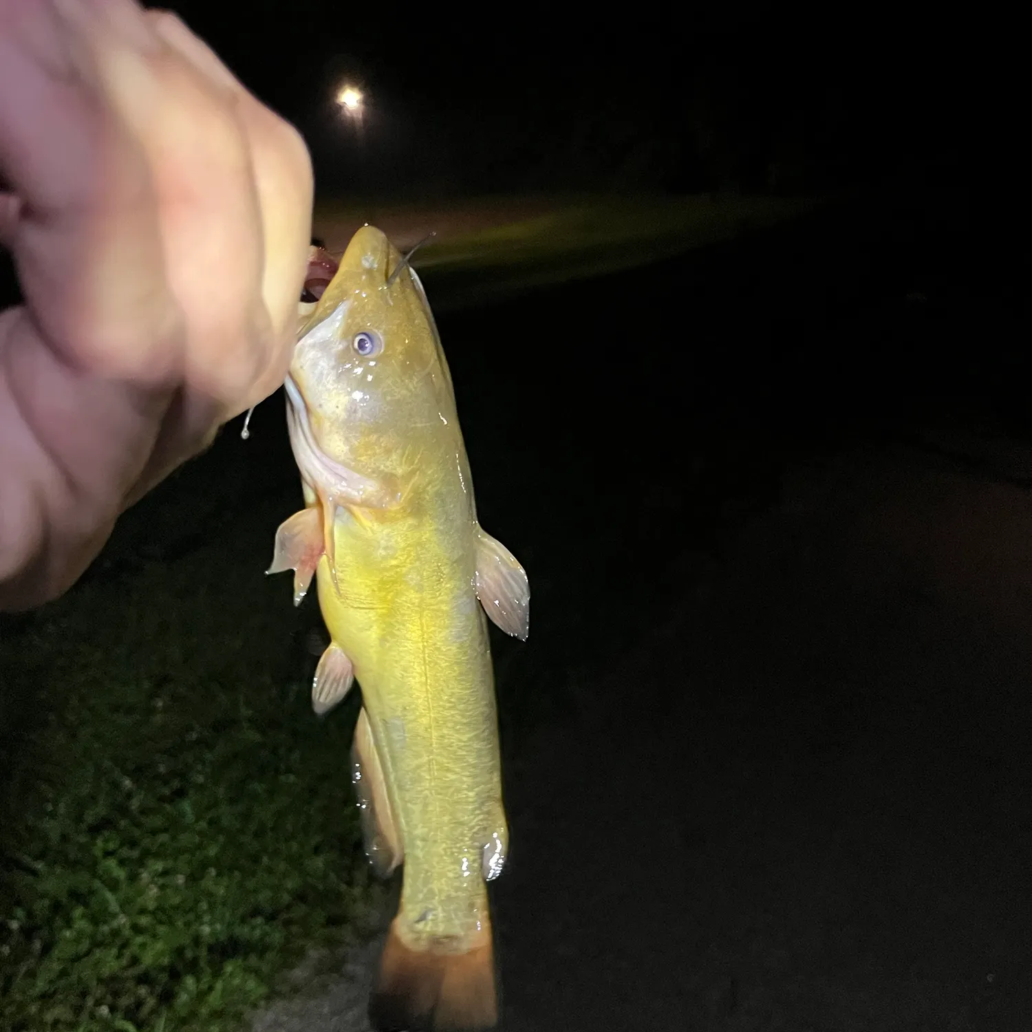Yellow bullhead caught on Fishbrain