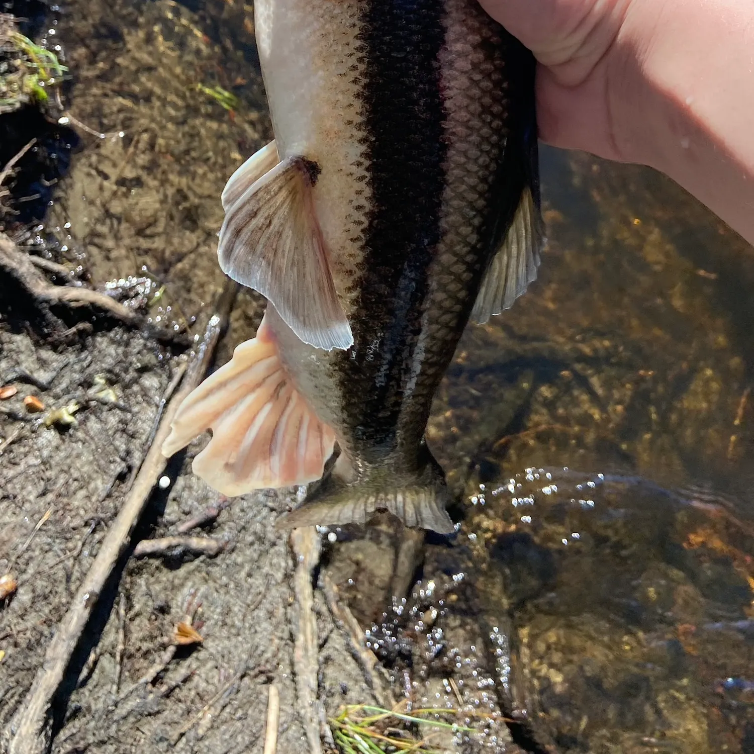 The most recent Longnose sucker catches on Fishbrain