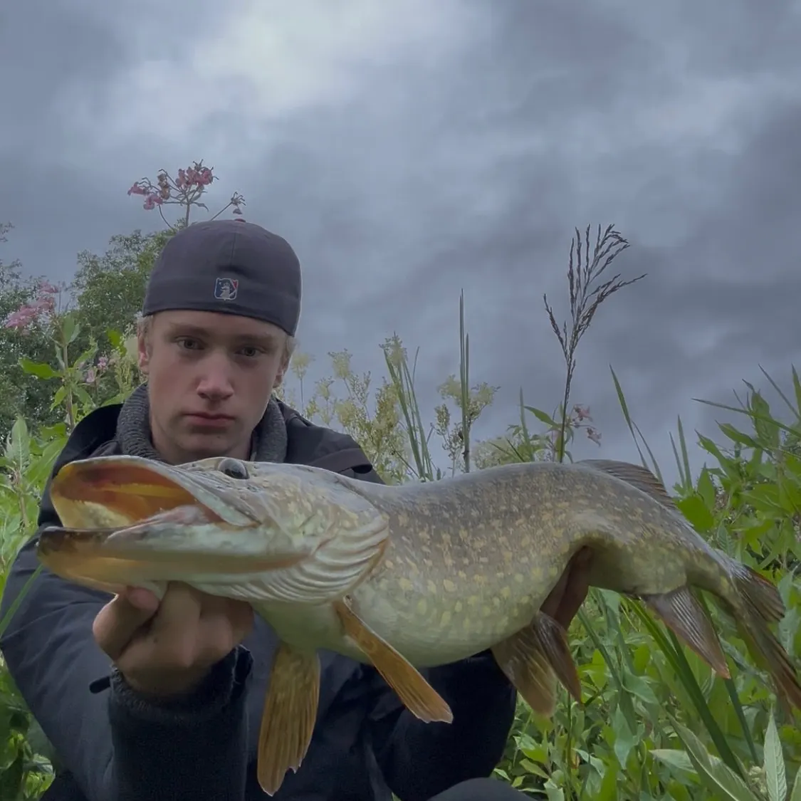 Northern pike caught on Fishbrain