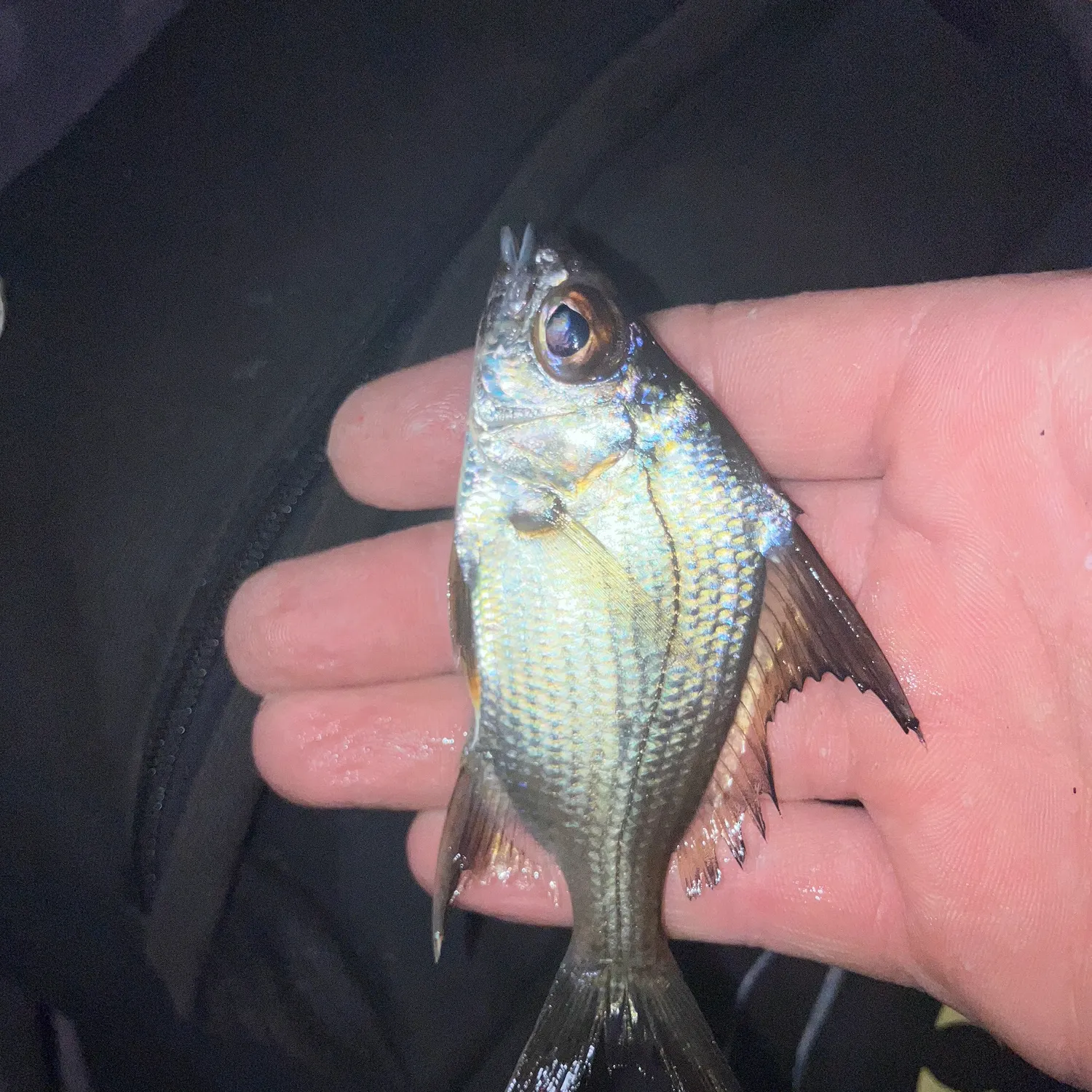 The most recent Striped mojarra catches on Fishbrain