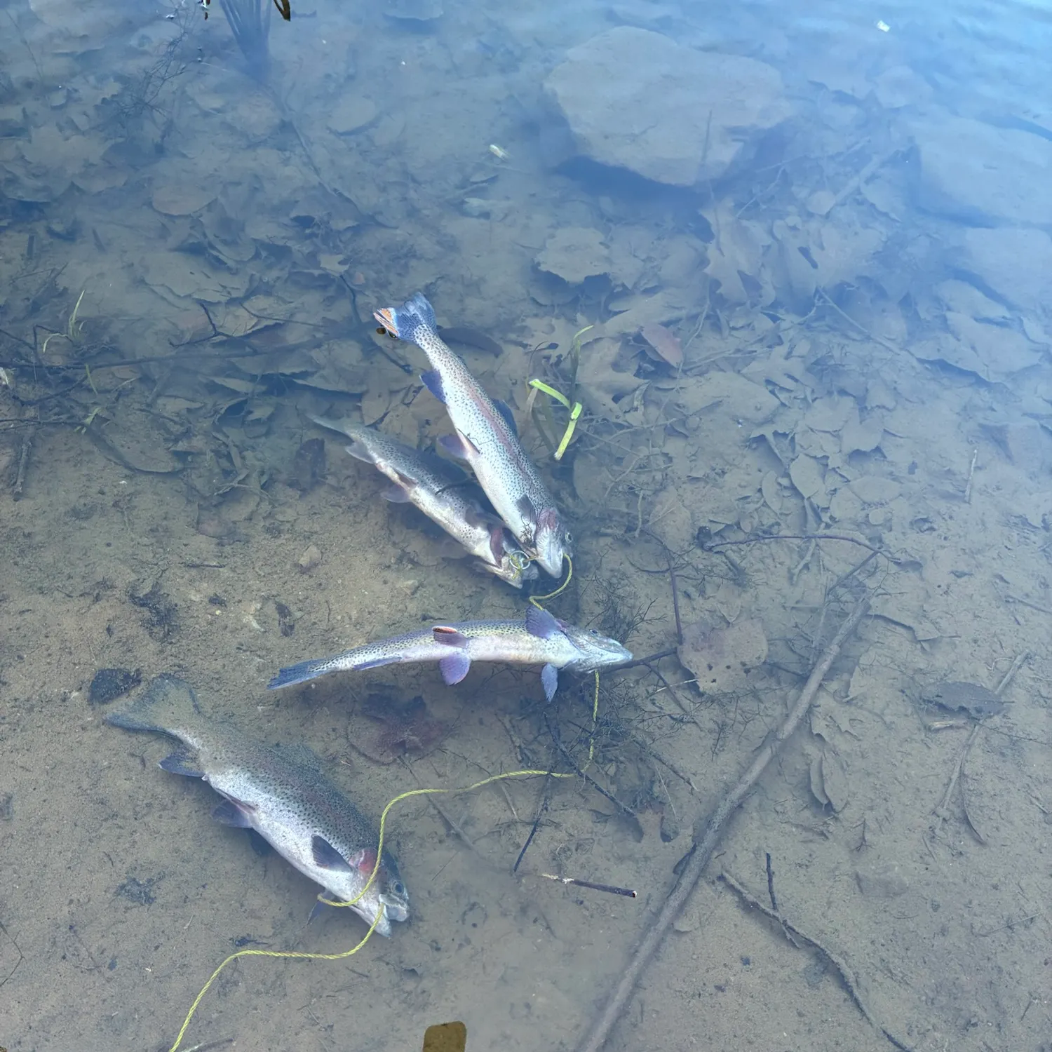 Rainbow trout caught on Fishbrain