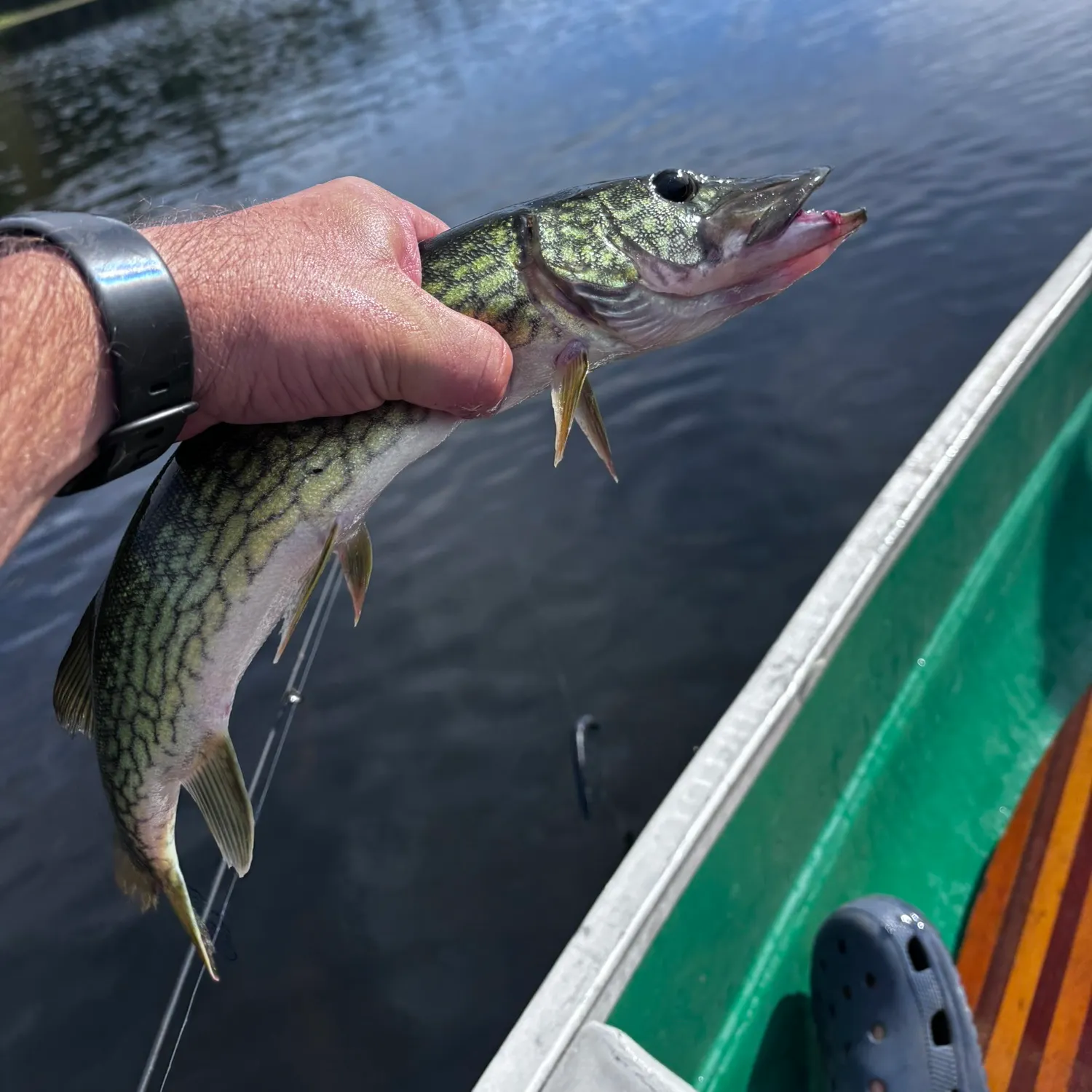 Chain pickerel caught on Fishbrain