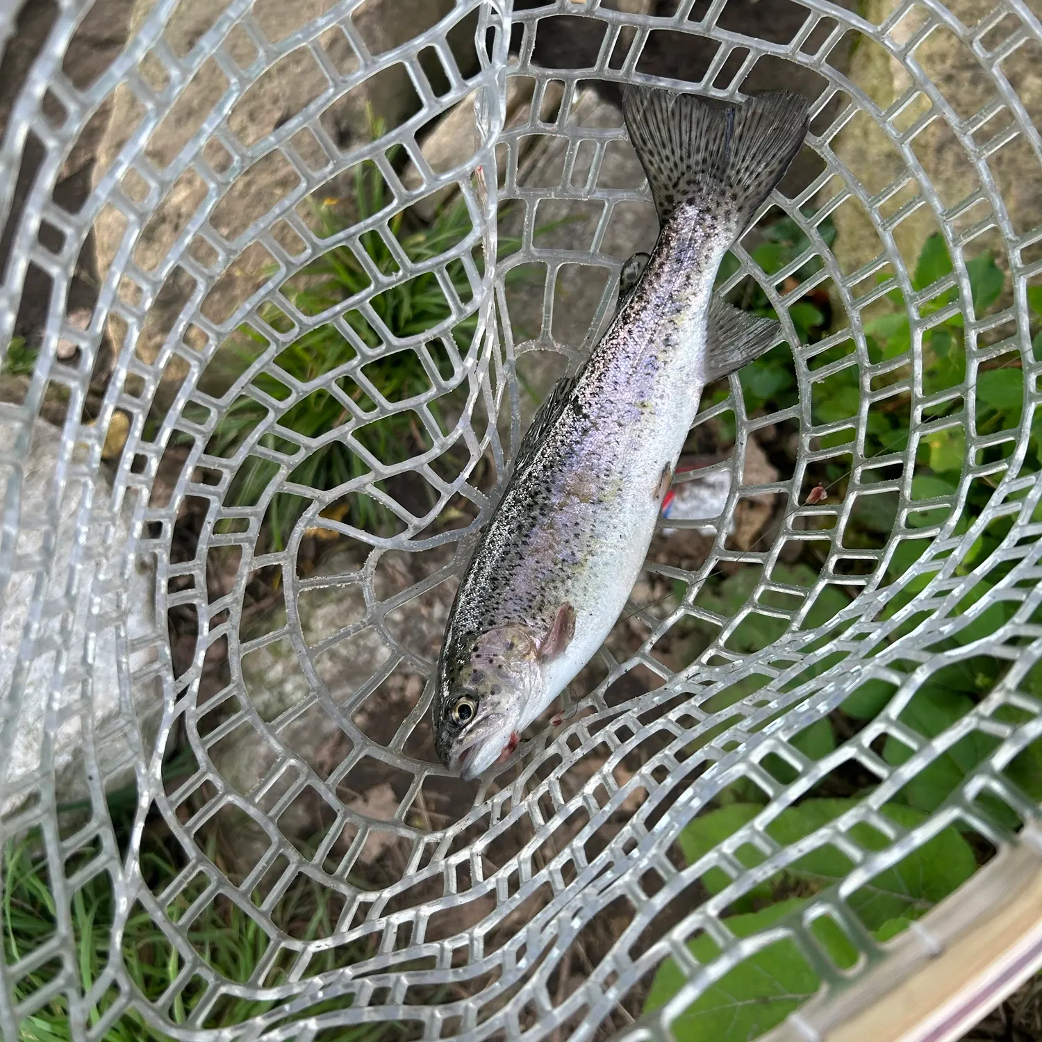 Rainbow trout caught on Fishbrain