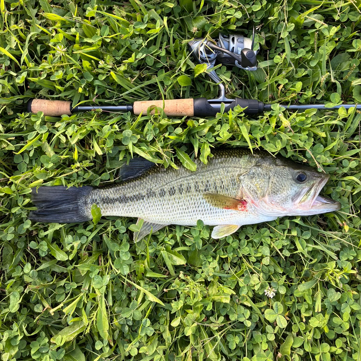 Largemouth bass caught on Fishbrain