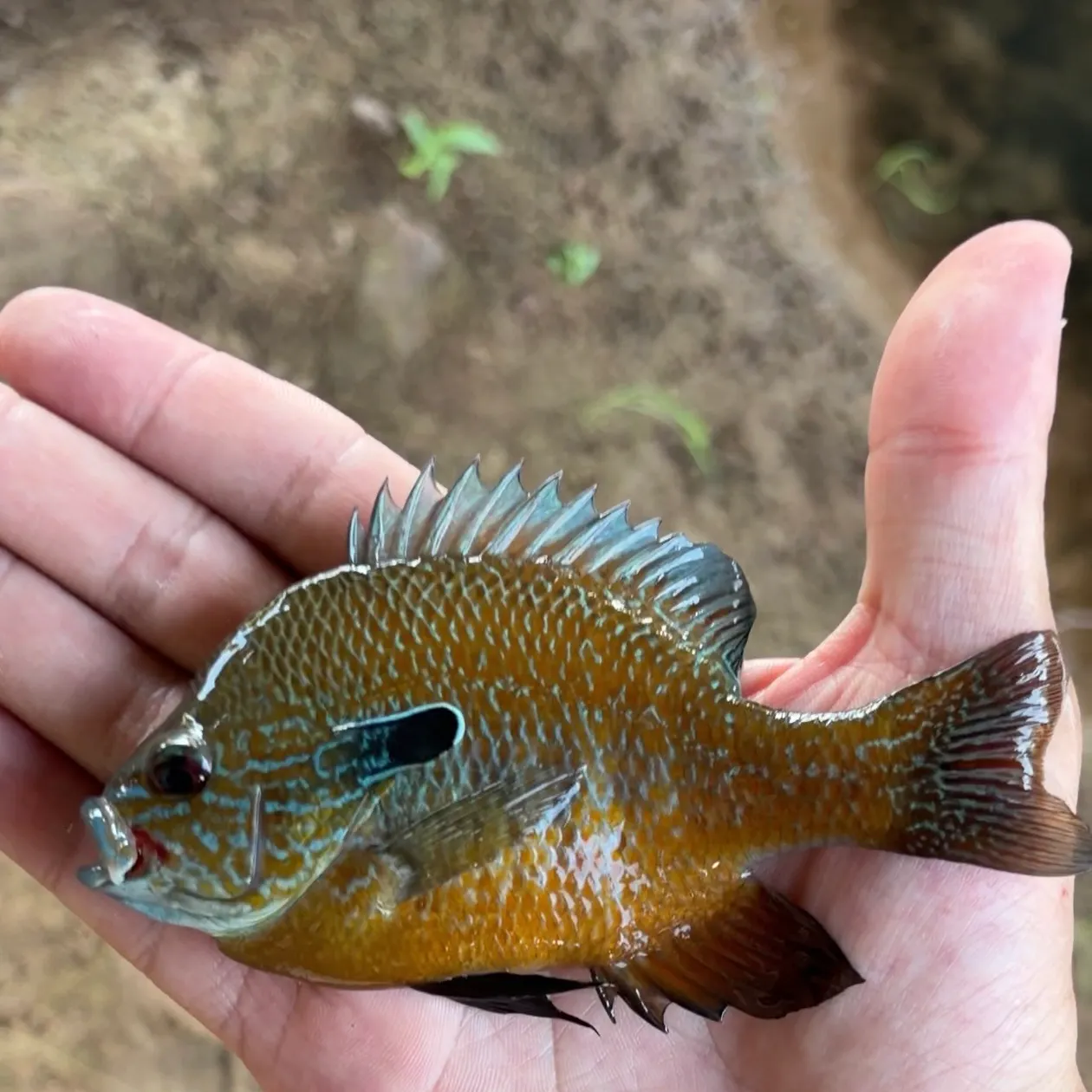 Longear sunfish caught on Fishbrain