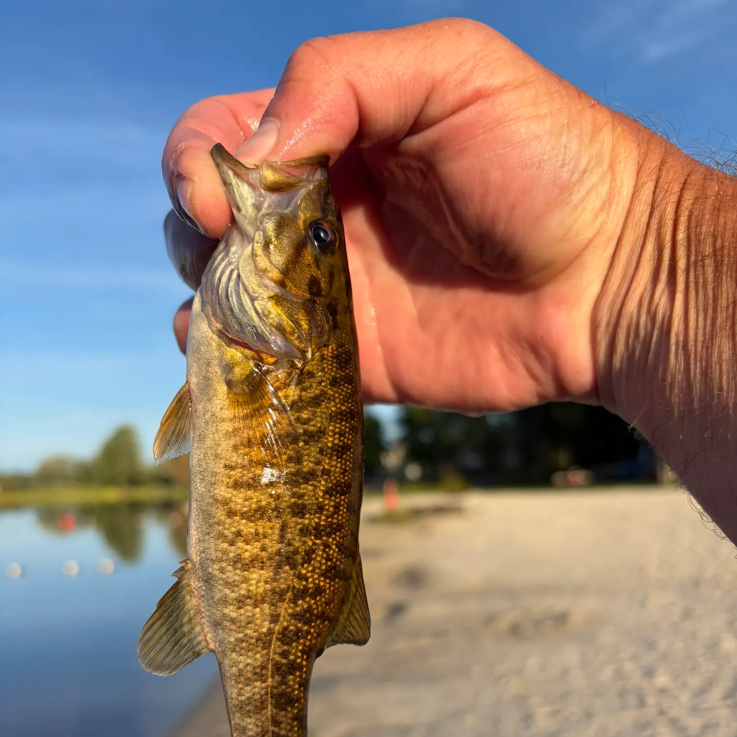 Smallmouth bass caught on Fishbrain